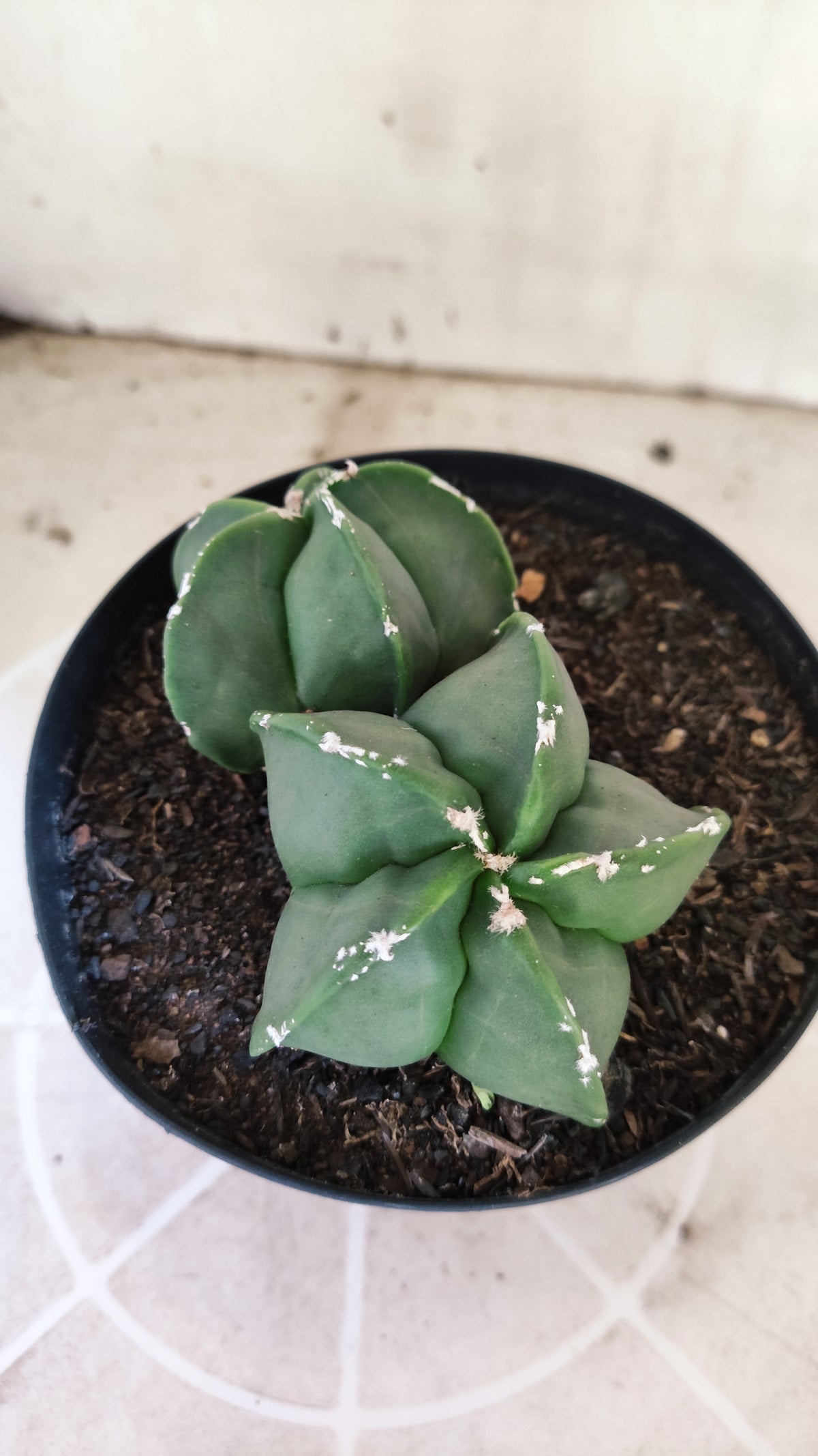 MATRIZ ASTROPHYTUM cv KIKKO "Bicefalo - Hakkun"  Nº 1503 – vaso 15