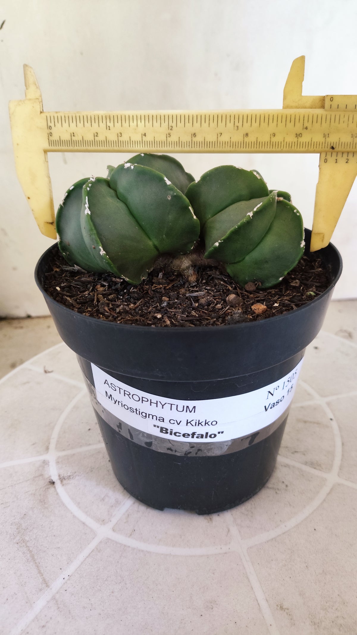 MATRIZ ASTROPHYTUM cv KIKKO "Bicefalo - Hakkun"  Nº 1503 – vaso 15