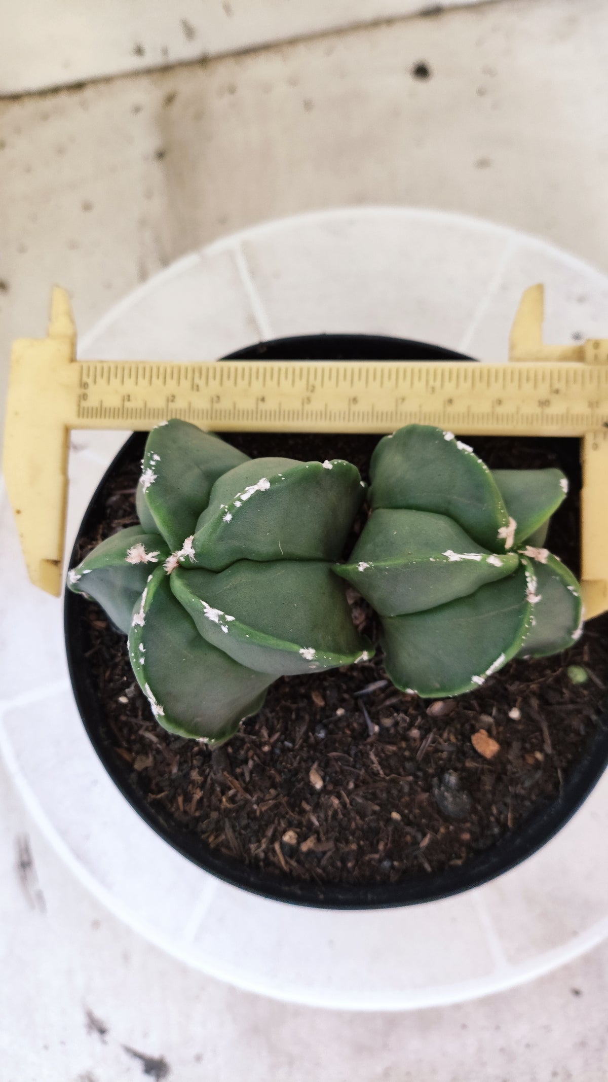 MATRIZ ASTROPHYTUM cv KIKKO "Bicefalo - Hakkun"  Nº 1503 – vaso 15
