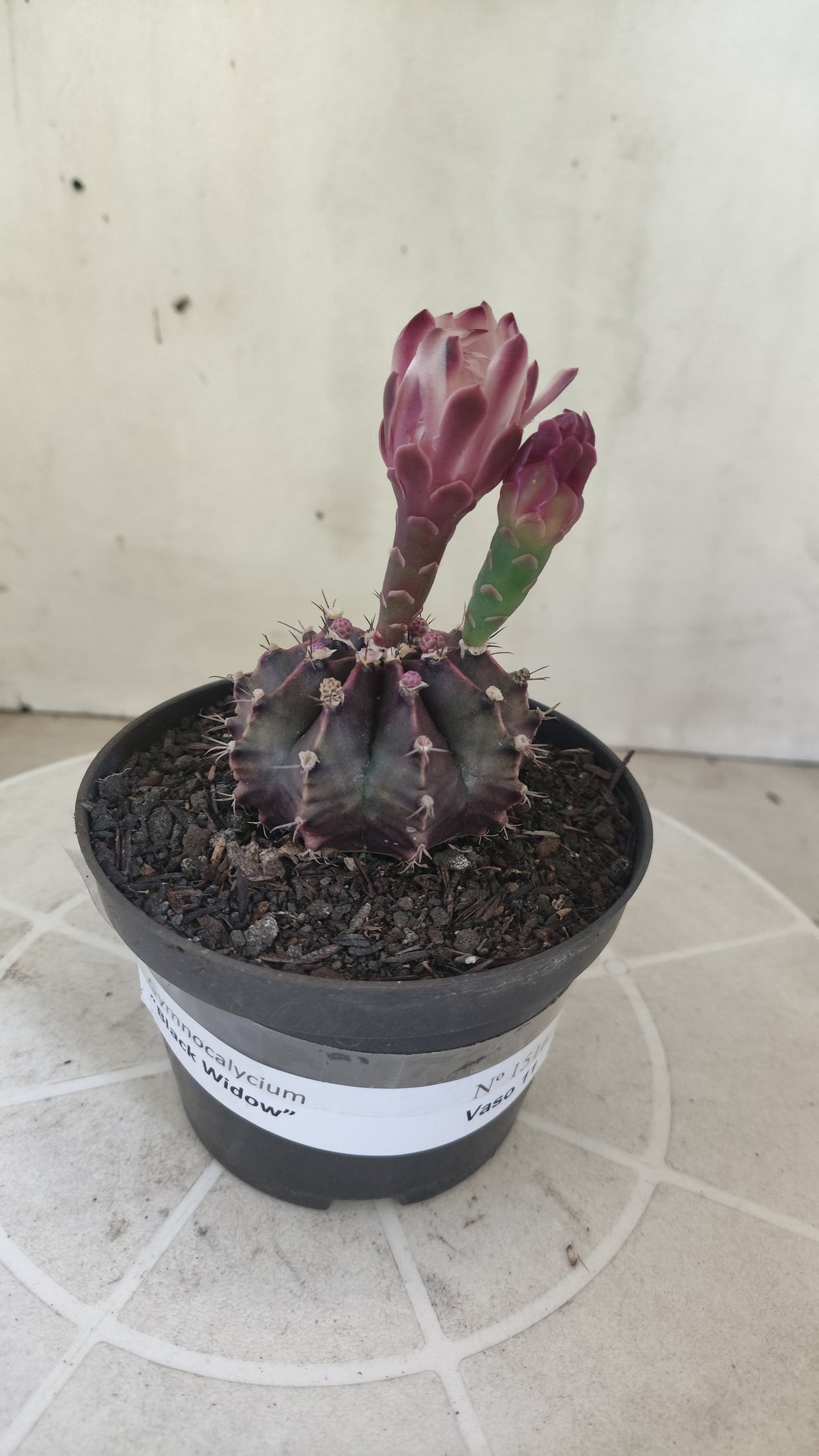 Matriz GYMNOCALYCIUM  "Black Widow" - Nº 1516 – vaso 11