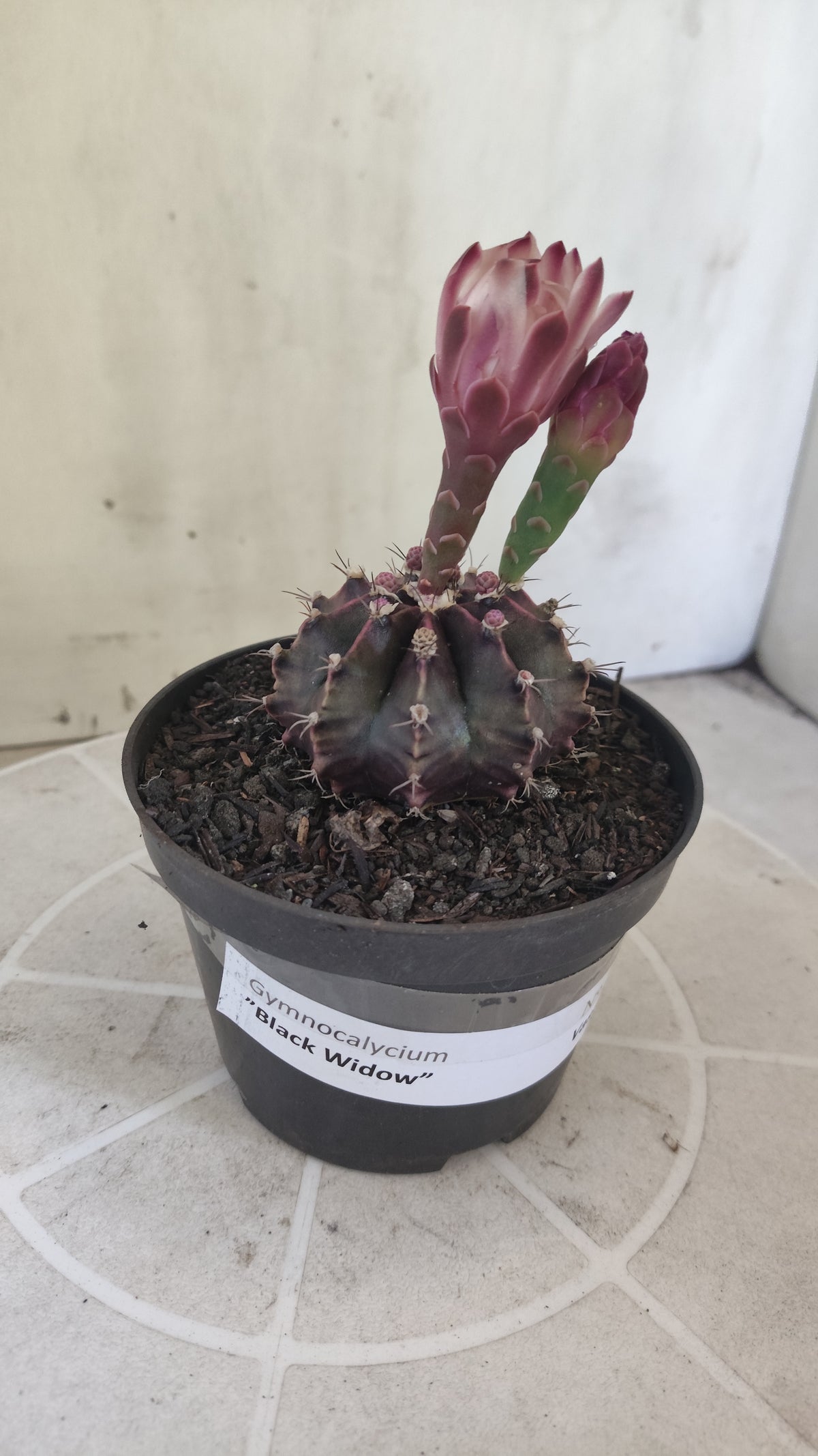 Matriz GYMNOCALYCIUM  "Black Widow" - Nº 1516 – vaso 11