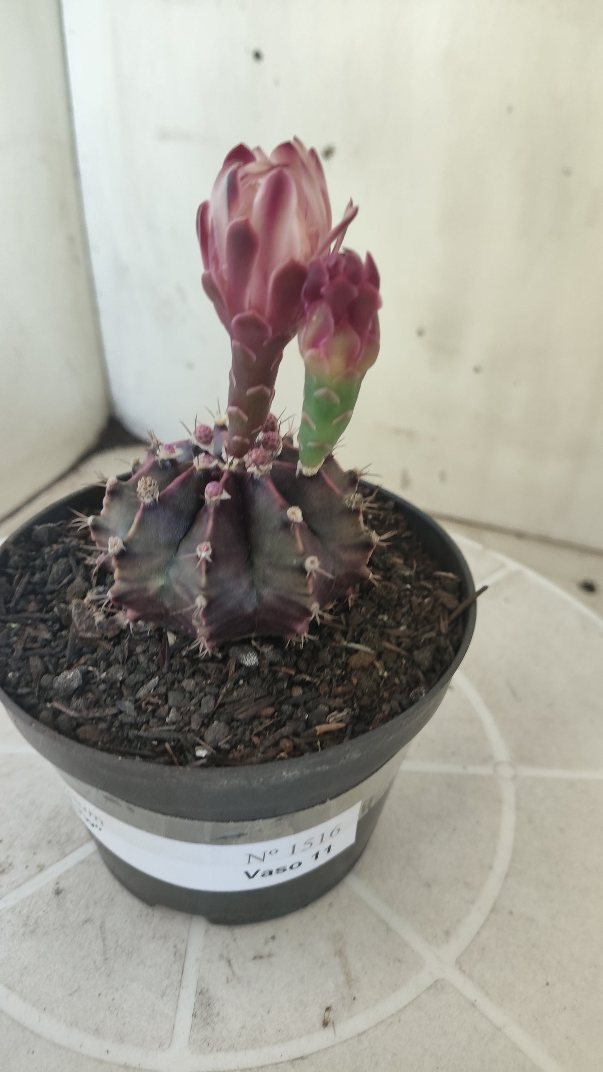 Matriz GYMNOCALYCIUM  "Black Widow" - Nº 1516 – vaso 11