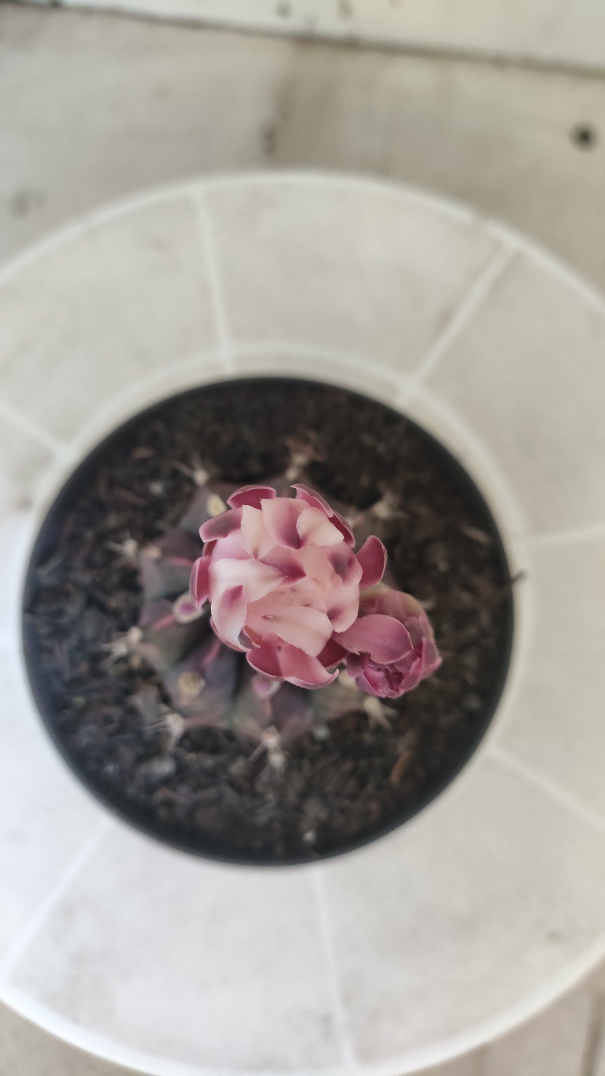 Matriz GYMNOCALYCIUM  "Black Widow" - Nº 1516 – vaso 11