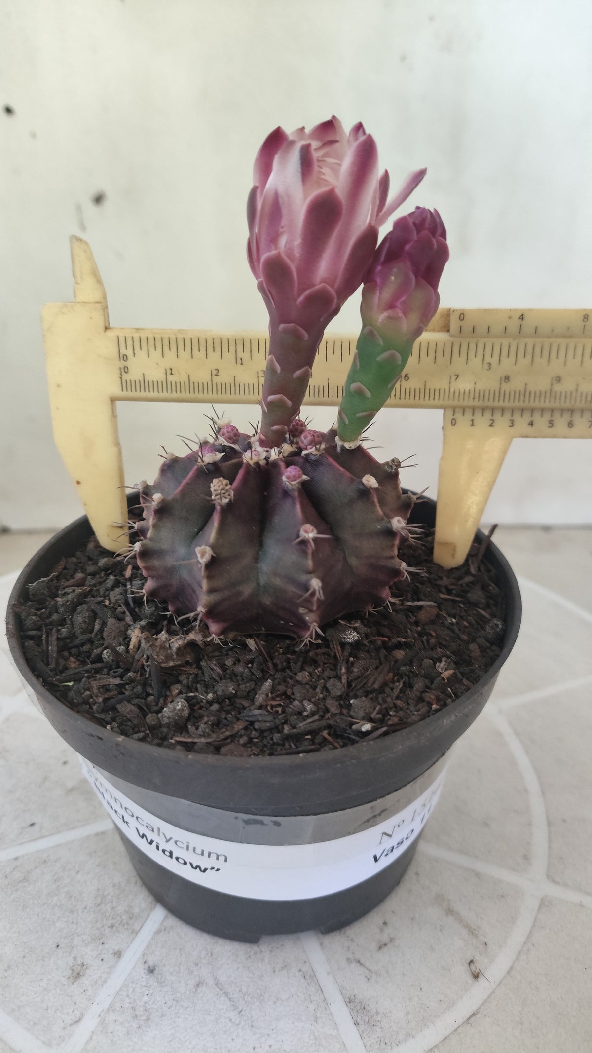 Matriz GYMNOCALYCIUM  "Black Widow" - Nº 1516 – vaso 11