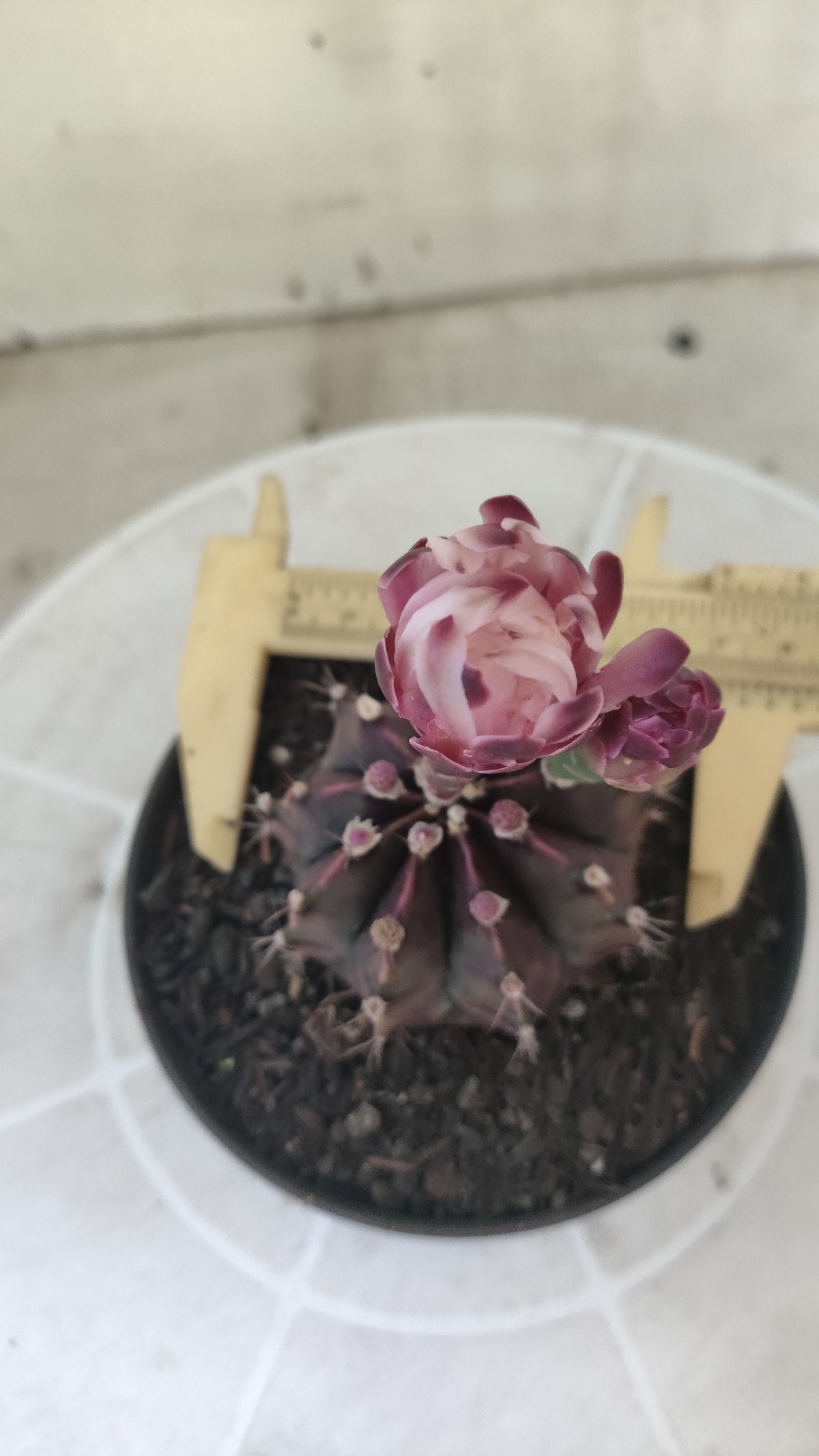 Matriz GYMNOCALYCIUM  "Black Widow" - Nº 1516 – vaso 11