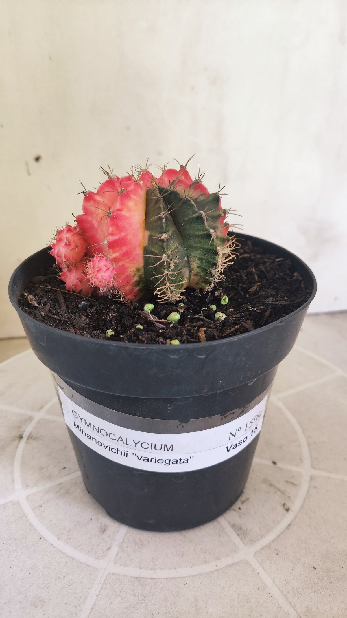 GYMNOCALYCIUM Mihanovichii Variegata "Prolifero" Nº 1509 – vaso 15