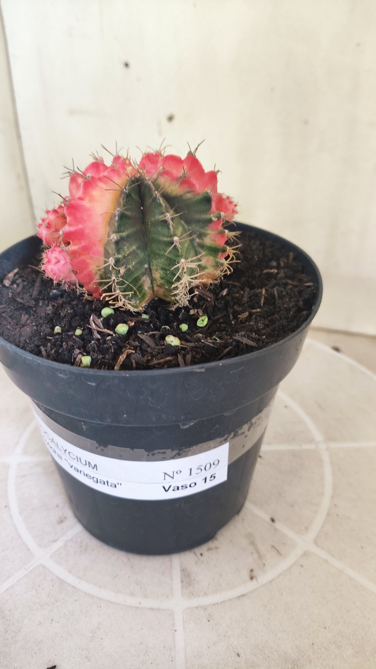GYMNOCALYCIUM Mihanovichii Variegata "Prolifero" Nº 1509 – vaso 15