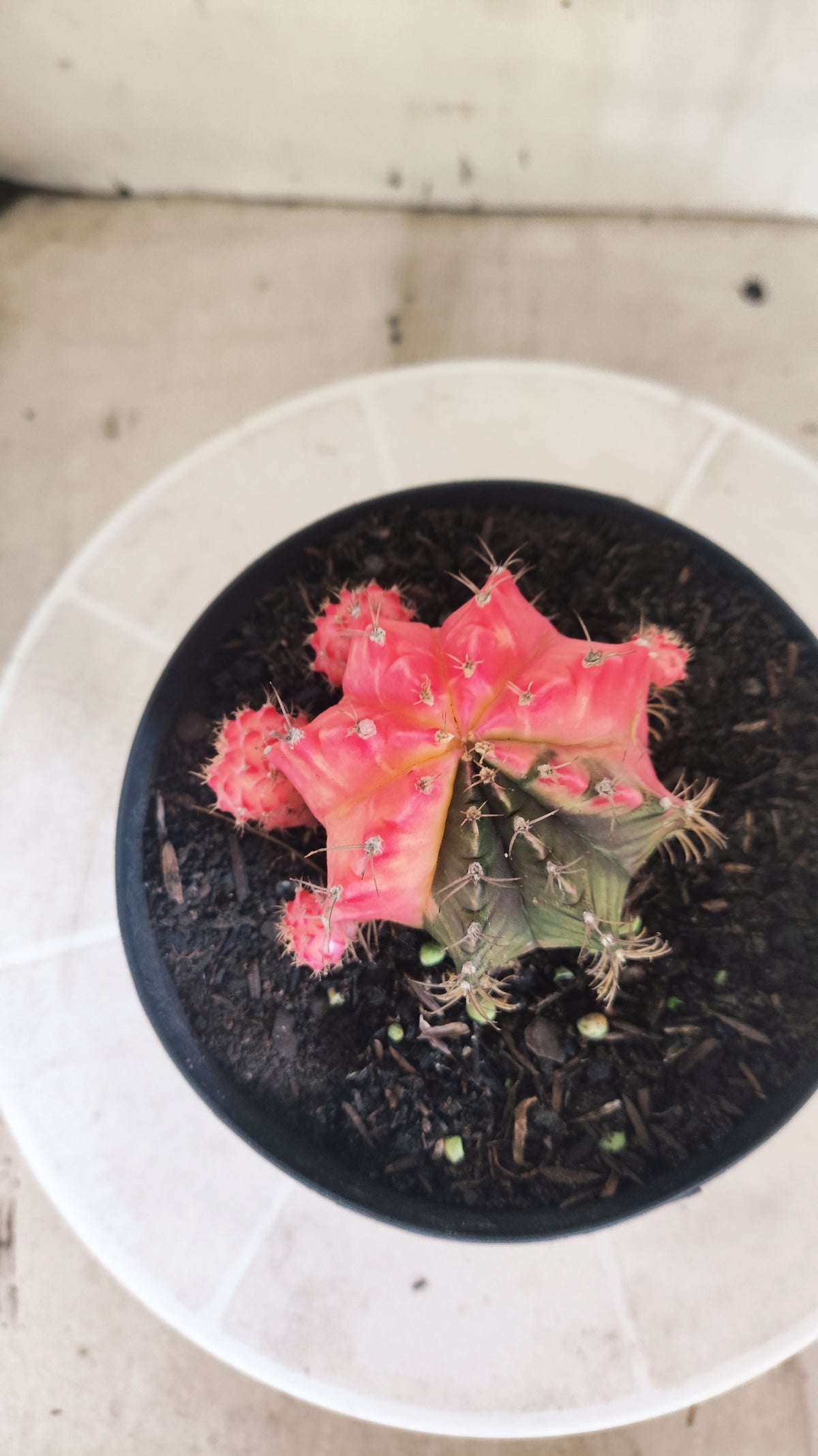 GYMNOCALYCIUM Mihanovichii Variegata "Prolifero" Nº 1509 – vaso 15
