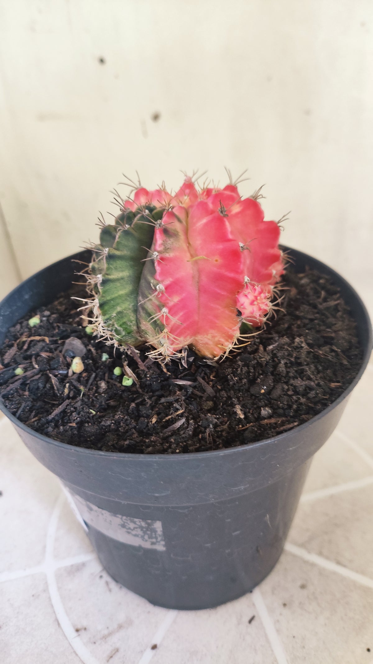 GYMNOCALYCIUM Mihanovichii Variegata "Prolifero" Nº 1509 – vaso 15