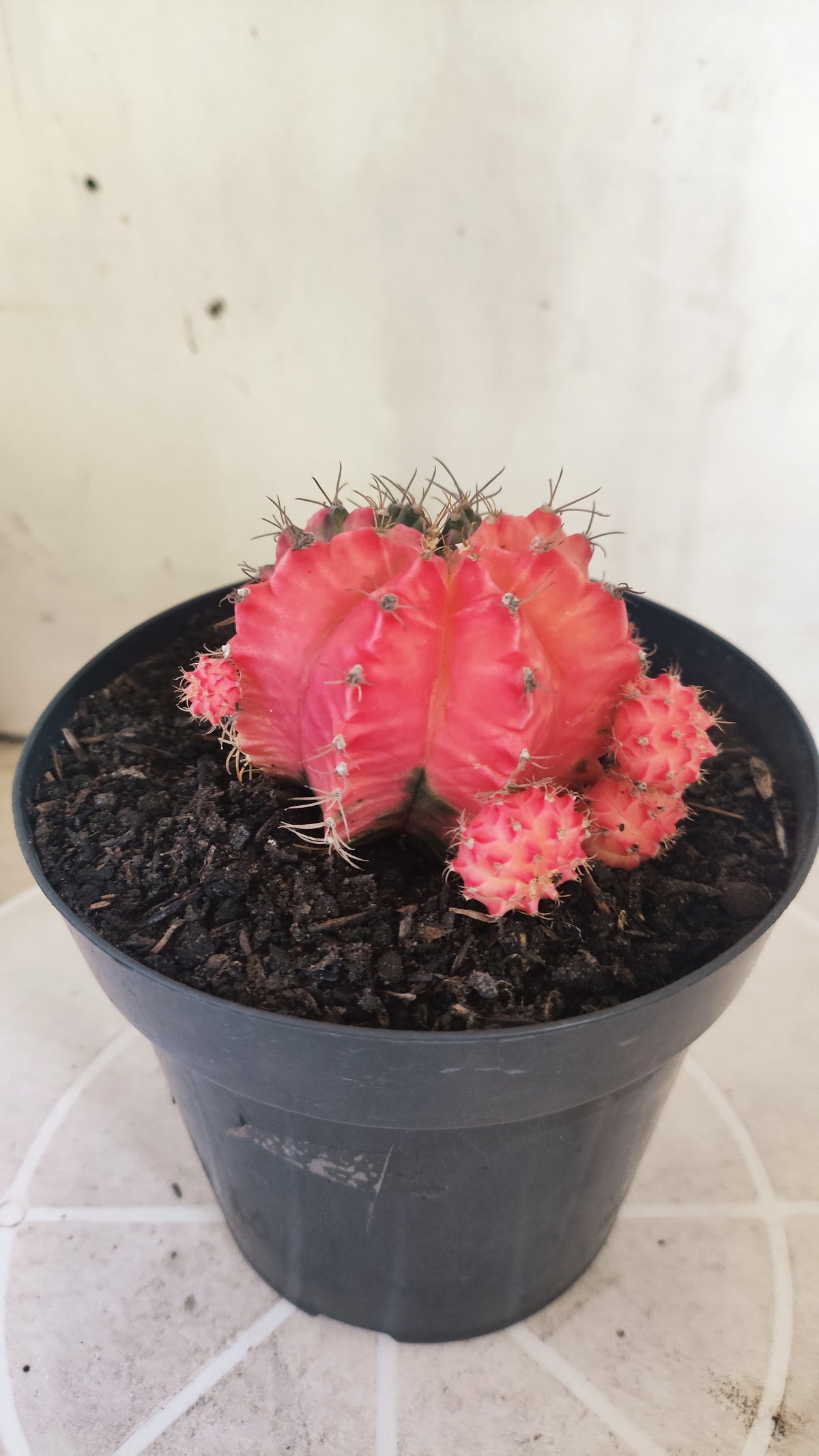 GYMNOCALYCIUM Mihanovichii Variegata "Prolifero" Nº 1509 – vaso 15