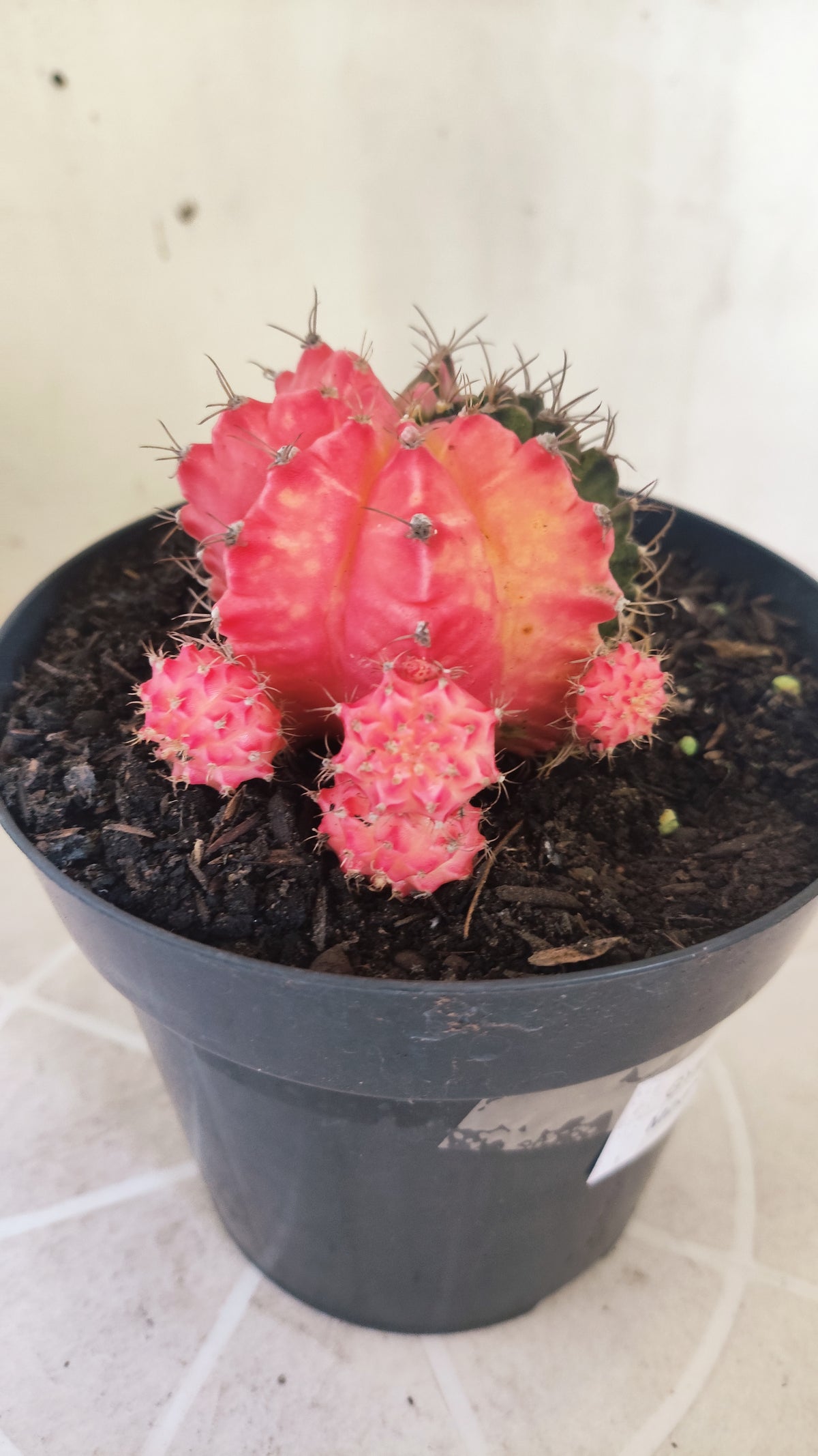 GYMNOCALYCIUM Mihanovichii Variegata "Prolifero" Nº 1509 – vaso 15