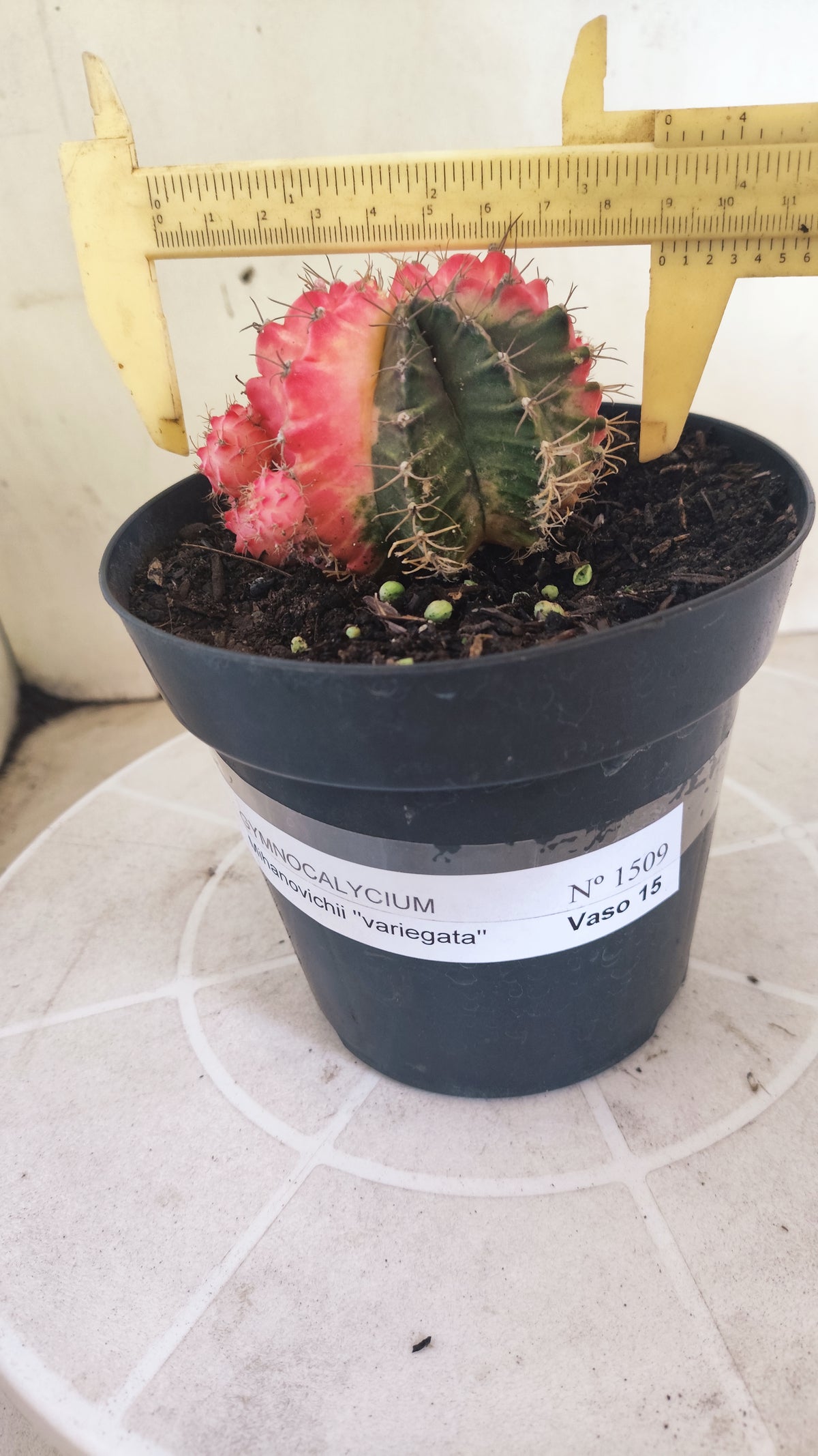 GYMNOCALYCIUM Mihanovichii Variegata "Prolifero" Nº 1509 – vaso 15