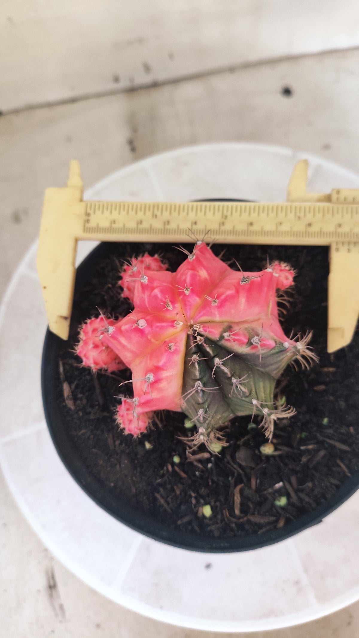 GYMNOCALYCIUM Mihanovichii Variegata "Prolifero" Nº 1509 – vaso 15