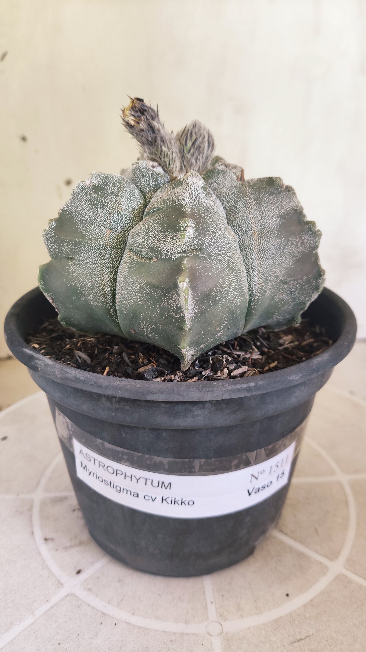 MATRIZ ASTROPHYTUM cv KIKKO  Nº 1511 – vaso 15