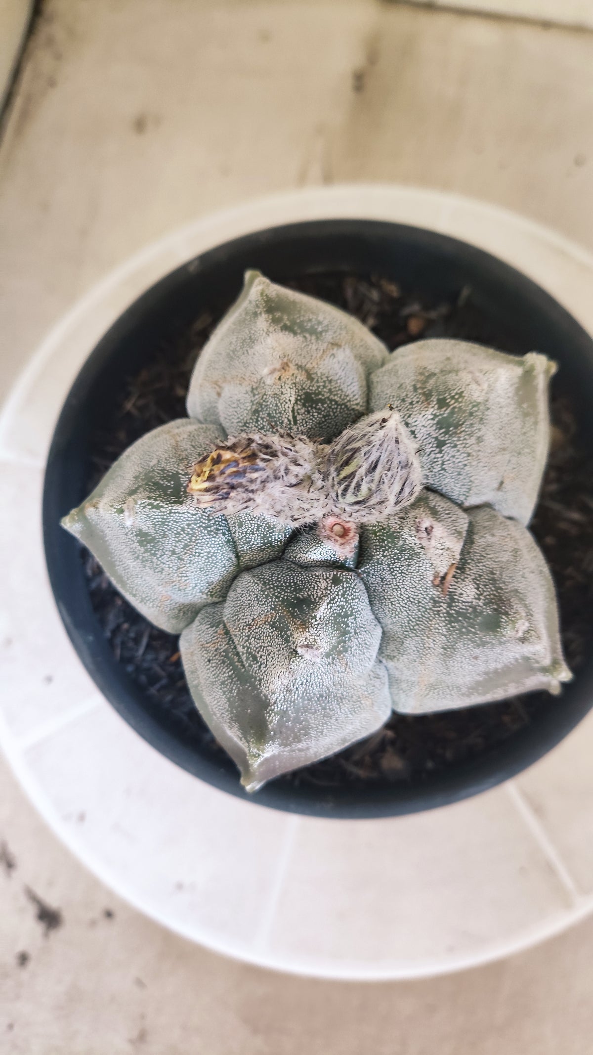 MATRIZ ASTROPHYTUM cv KIKKO  Nº 1511 – vaso 15