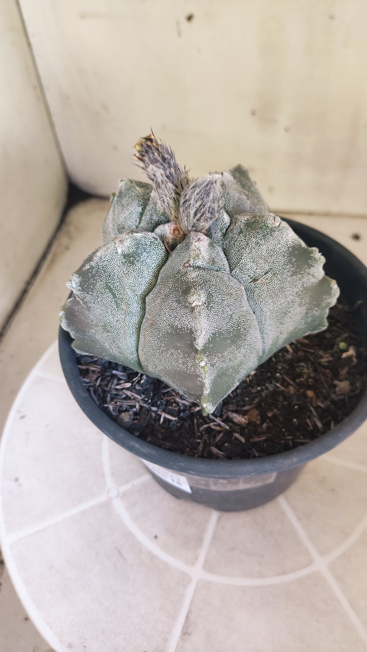MATRIZ ASTROPHYTUM cv KIKKO  Nº 1511 – vaso 15