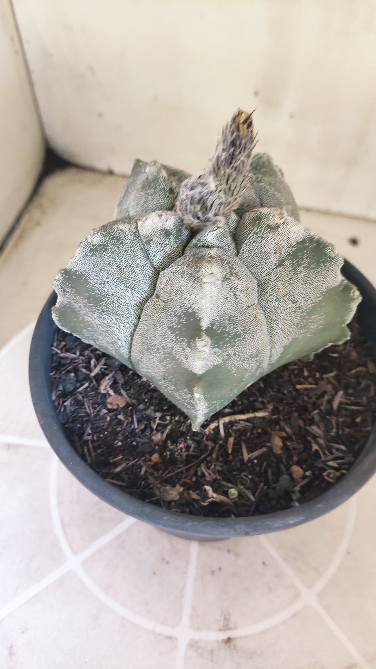 MATRIZ ASTROPHYTUM cv KIKKO  Nº 1511 – vaso 15