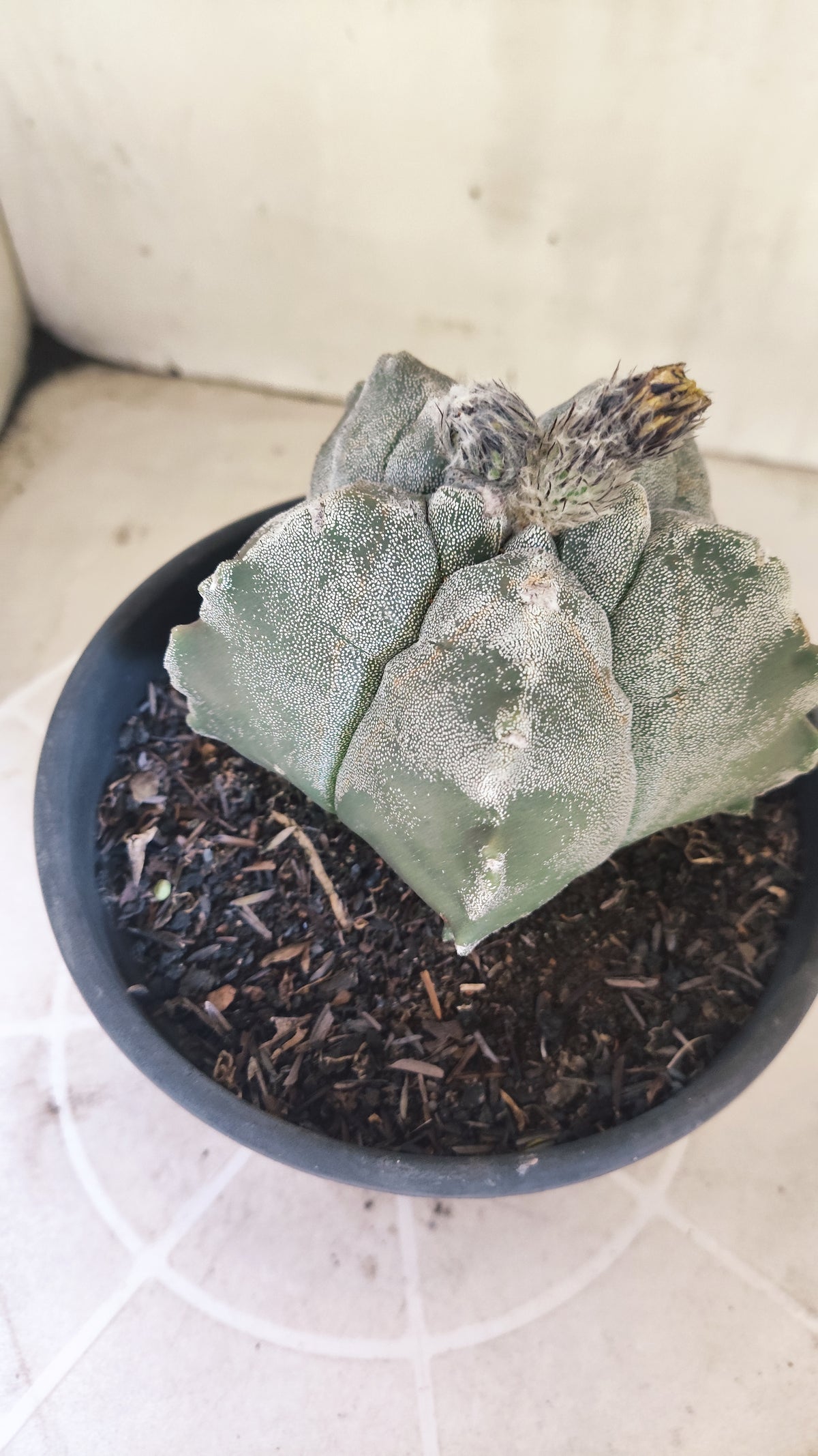 MATRIZ ASTROPHYTUM cv KIKKO  Nº 1511 – vaso 15