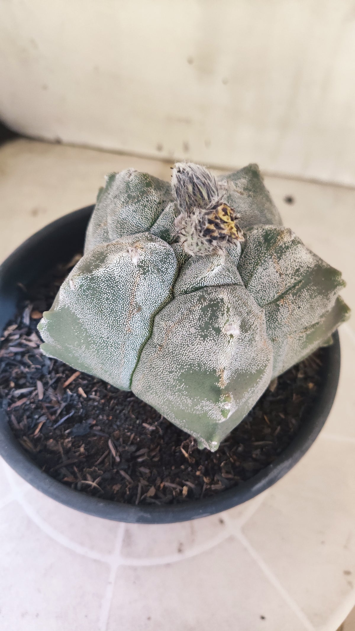 MATRIZ ASTROPHYTUM cv KIKKO  Nº 1511 – vaso 15