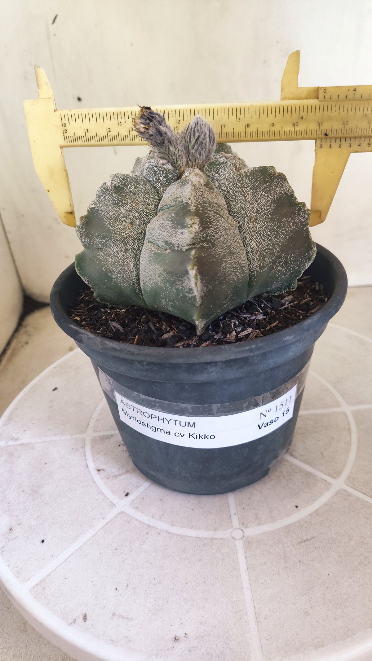 MATRIZ ASTROPHYTUM cv KIKKO  Nº 1511 – vaso 15