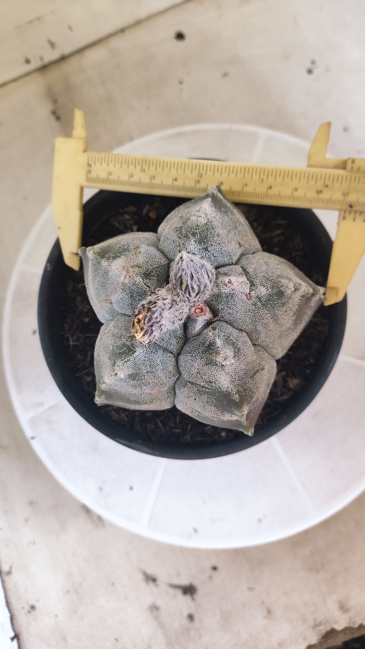 MATRIZ ASTROPHYTUM cv KIKKO  Nº 1511 – vaso 15