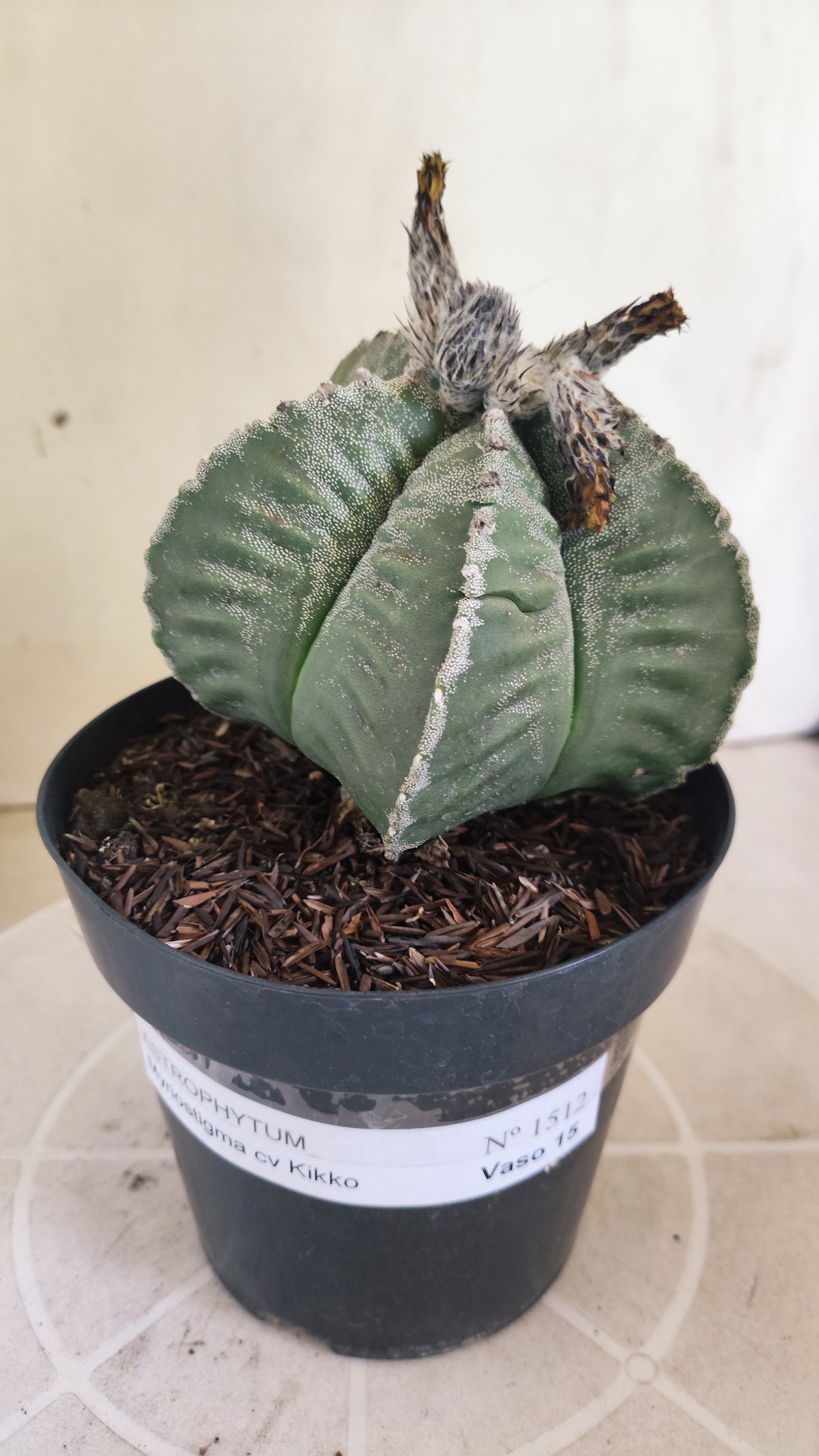 MATRIZ ASTROPHYTUM cv KIKKO  Nº 1512 – vaso 15