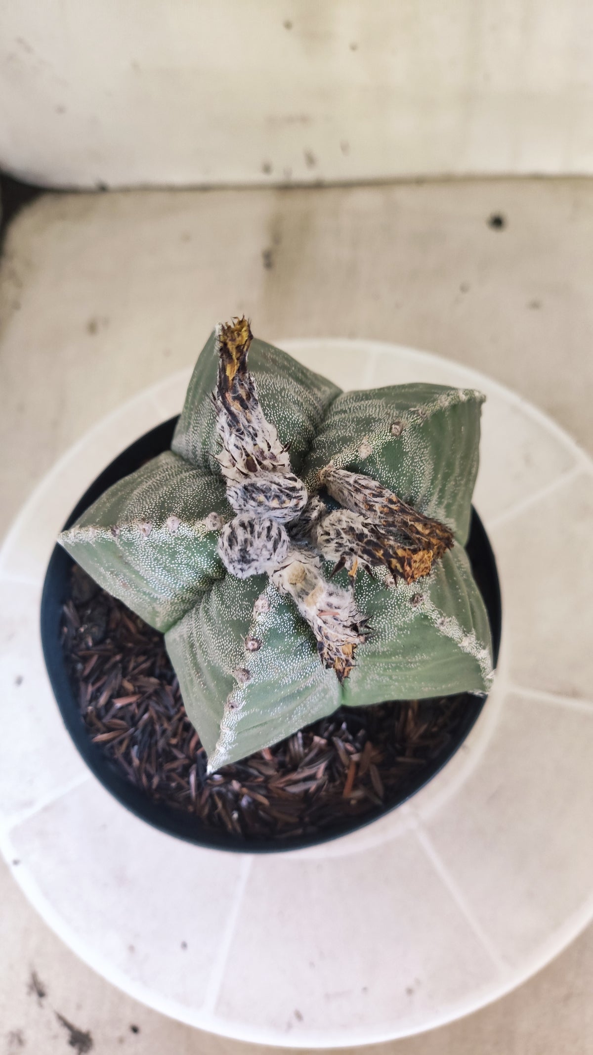 MATRIZ ASTROPHYTUM cv KIKKO  Nº 1512 – vaso 15