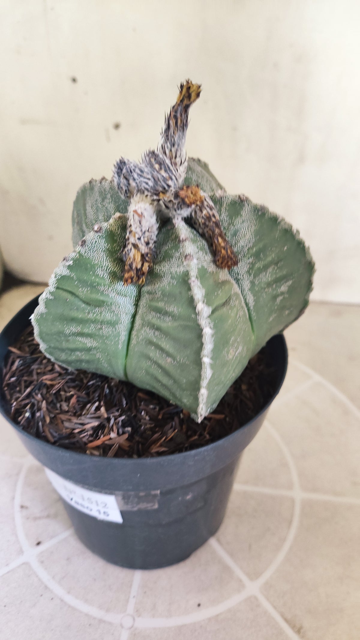 MATRIZ ASTROPHYTUM cv KIKKO  Nº 1512 – vaso 15