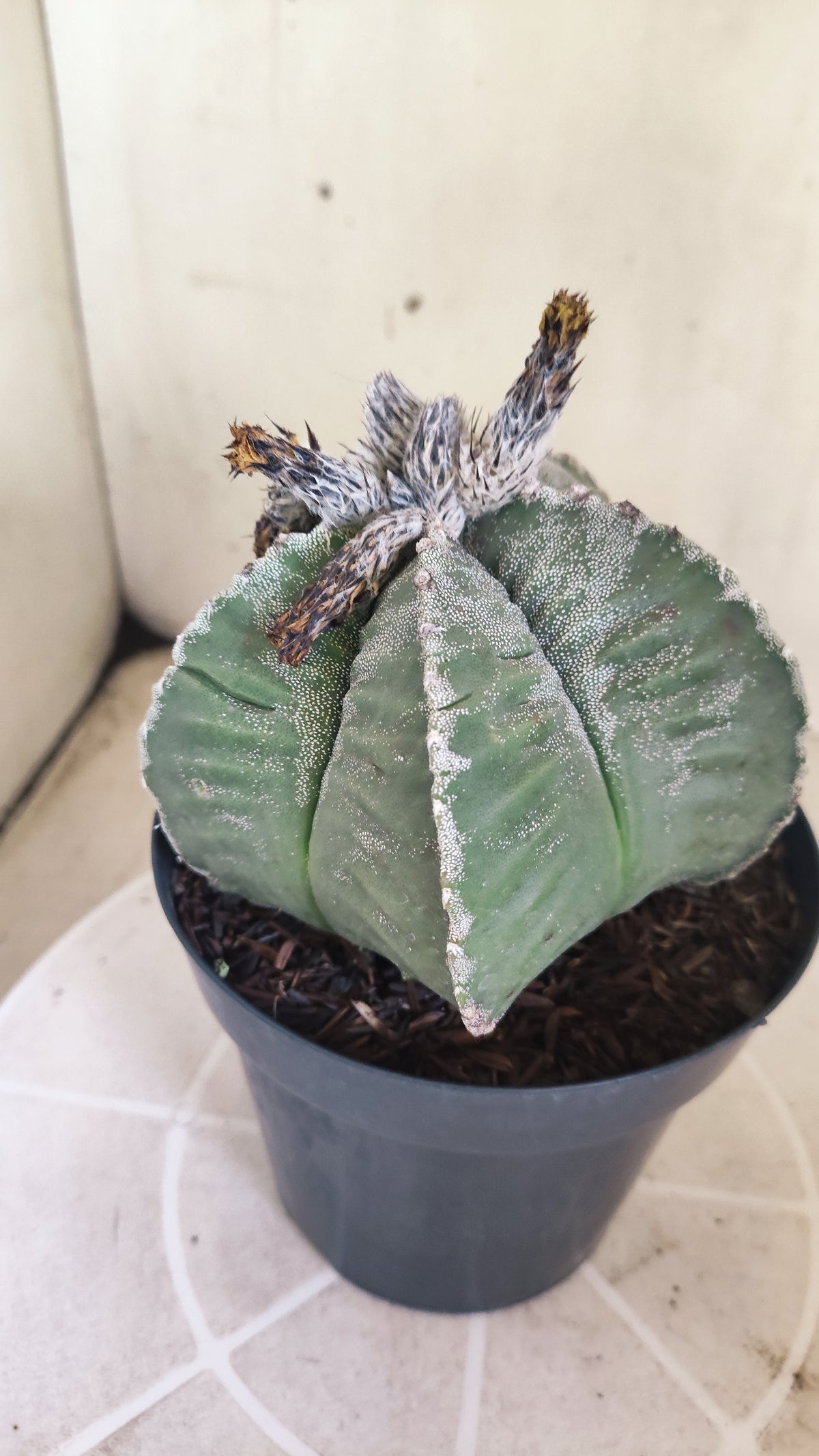 MATRIZ ASTROPHYTUM cv KIKKO  Nº 1512 – vaso 15