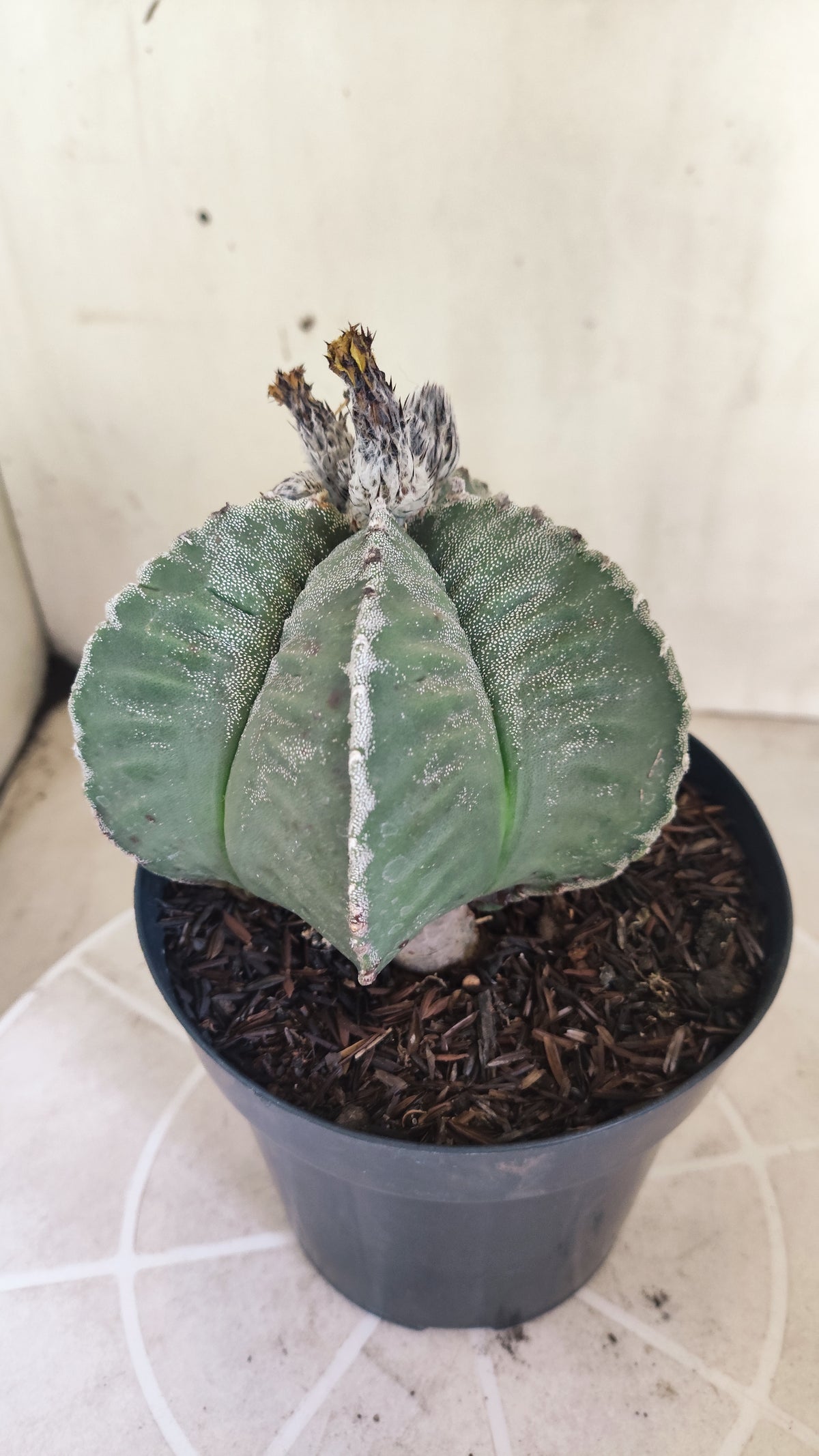 MATRIZ ASTROPHYTUM cv KIKKO  Nº 1512 – vaso 15