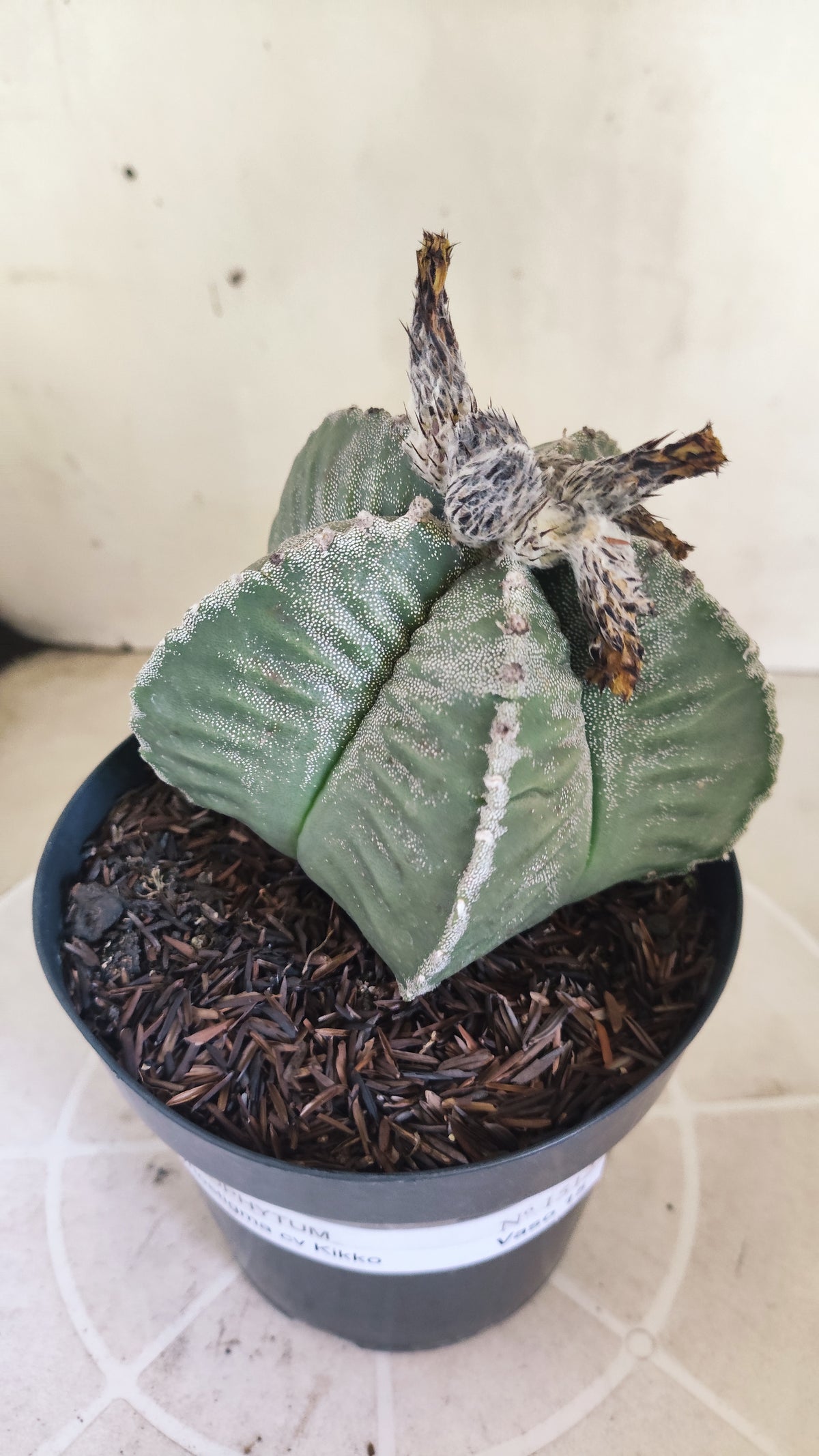 MATRIZ ASTROPHYTUM cv KIKKO  Nº 1512 – vaso 15
