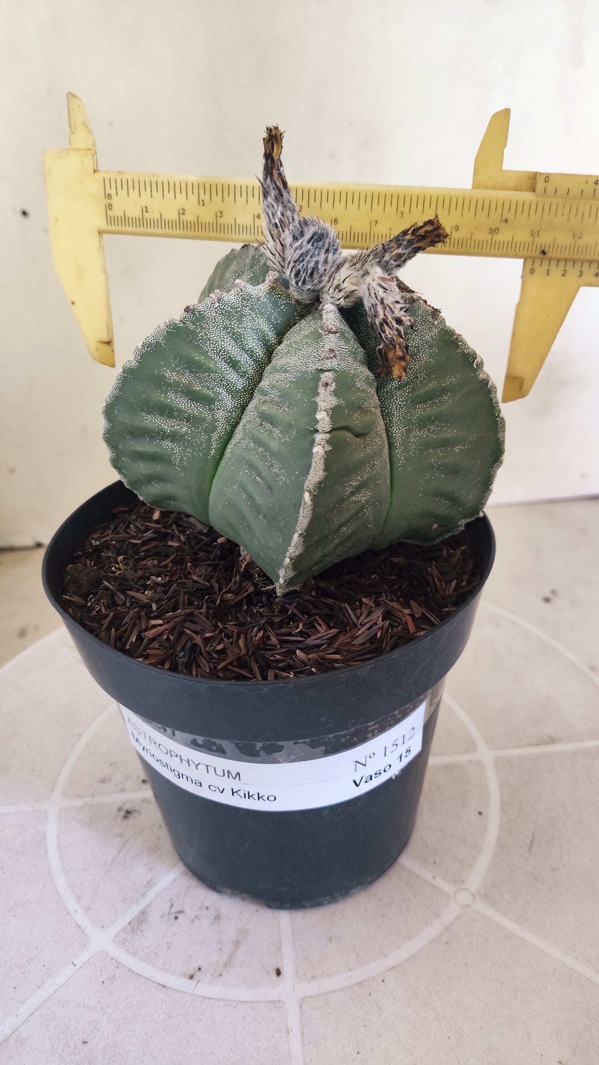 MATRIZ ASTROPHYTUM cv KIKKO  Nº 1512 – vaso 15