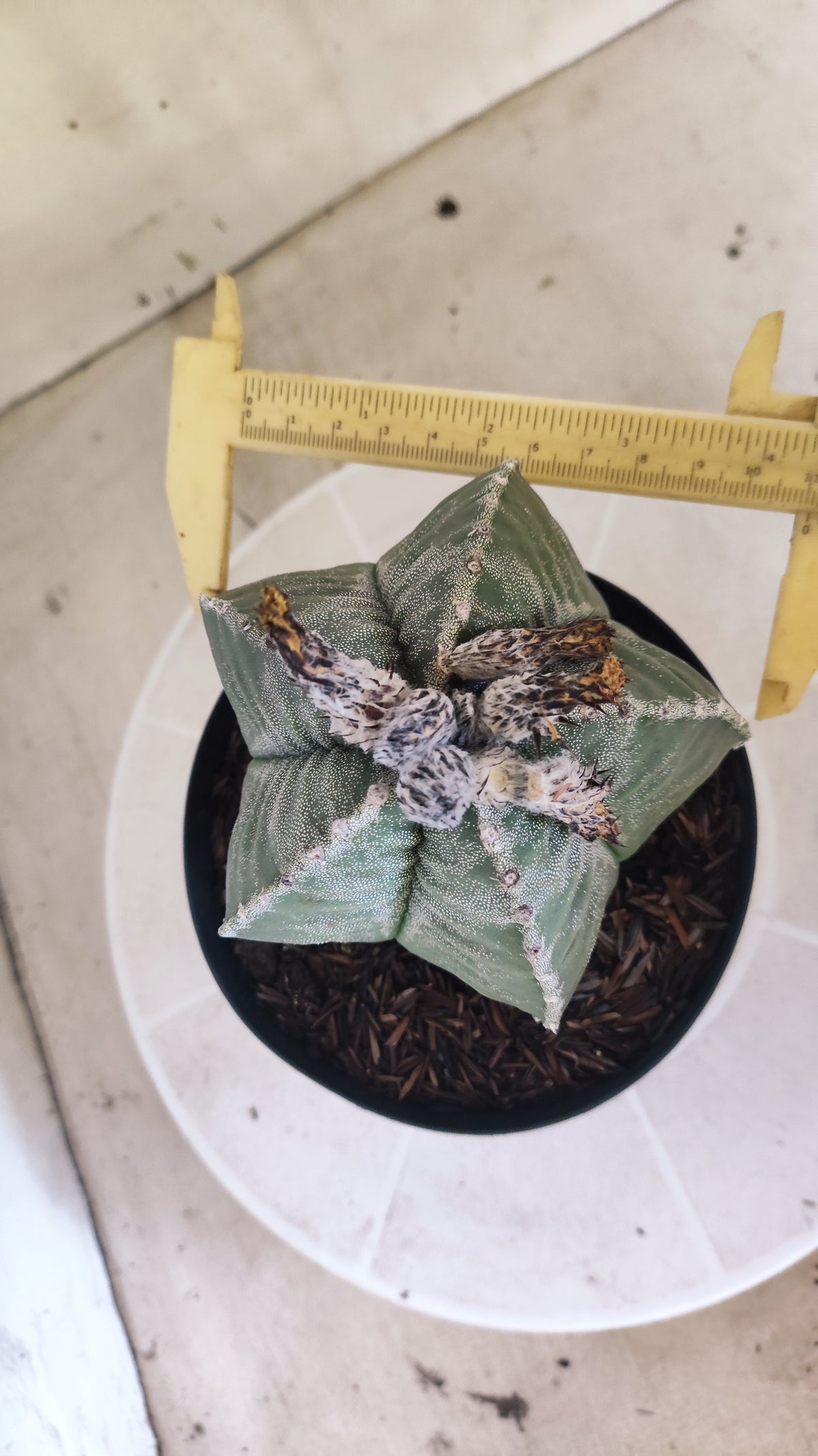 MATRIZ ASTROPHYTUM cv KIKKO  Nº 1512 – vaso 15