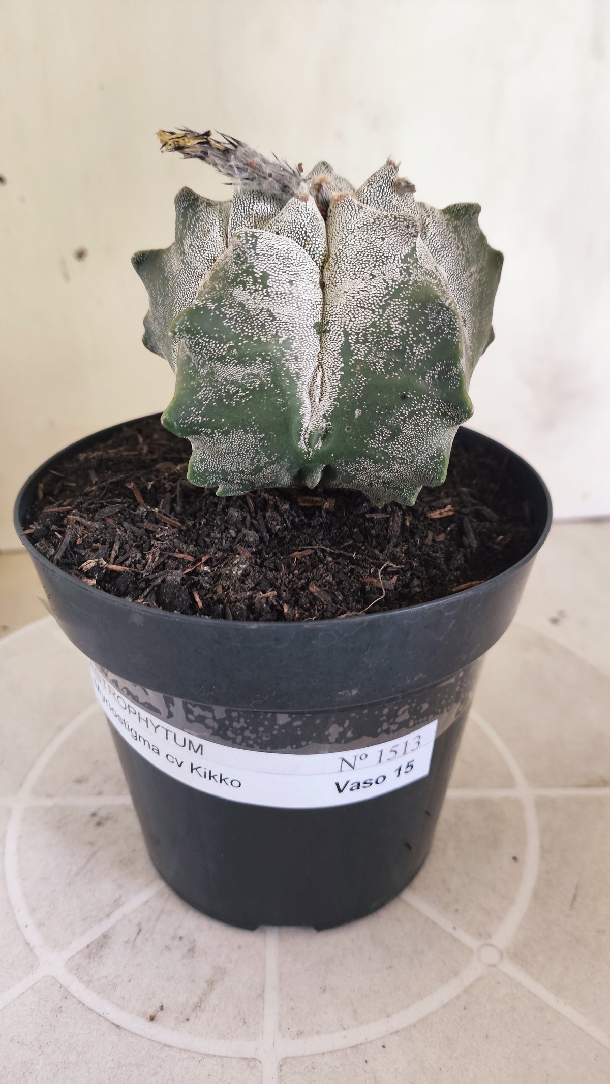 MATRIZ ASTROPHYTUM cv KIKKO  Nº 1513 – vaso 15