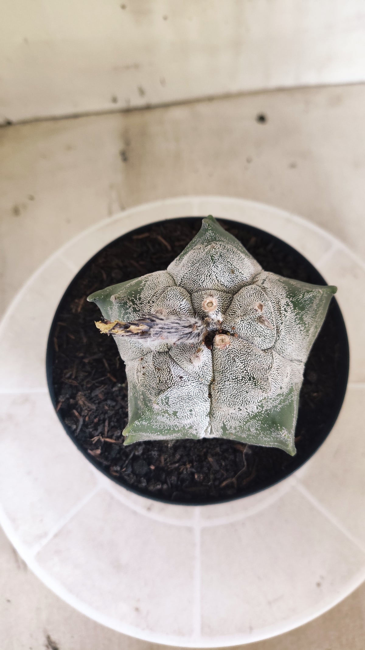 MATRIZ ASTROPHYTUM cv KIKKO  Nº 1513 – vaso 15