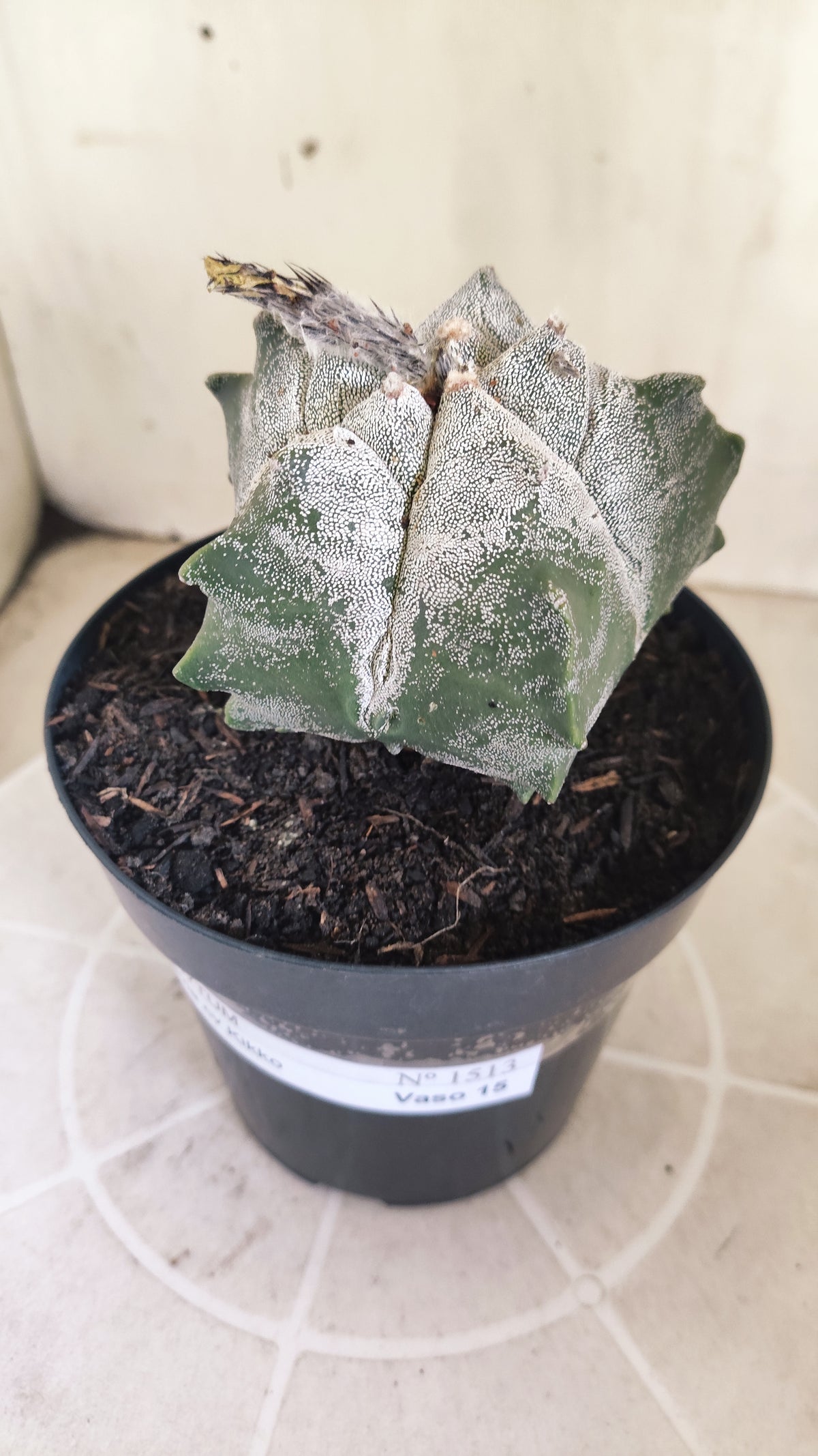 MATRIZ ASTROPHYTUM cv KIKKO  Nº 1513 – vaso 15
