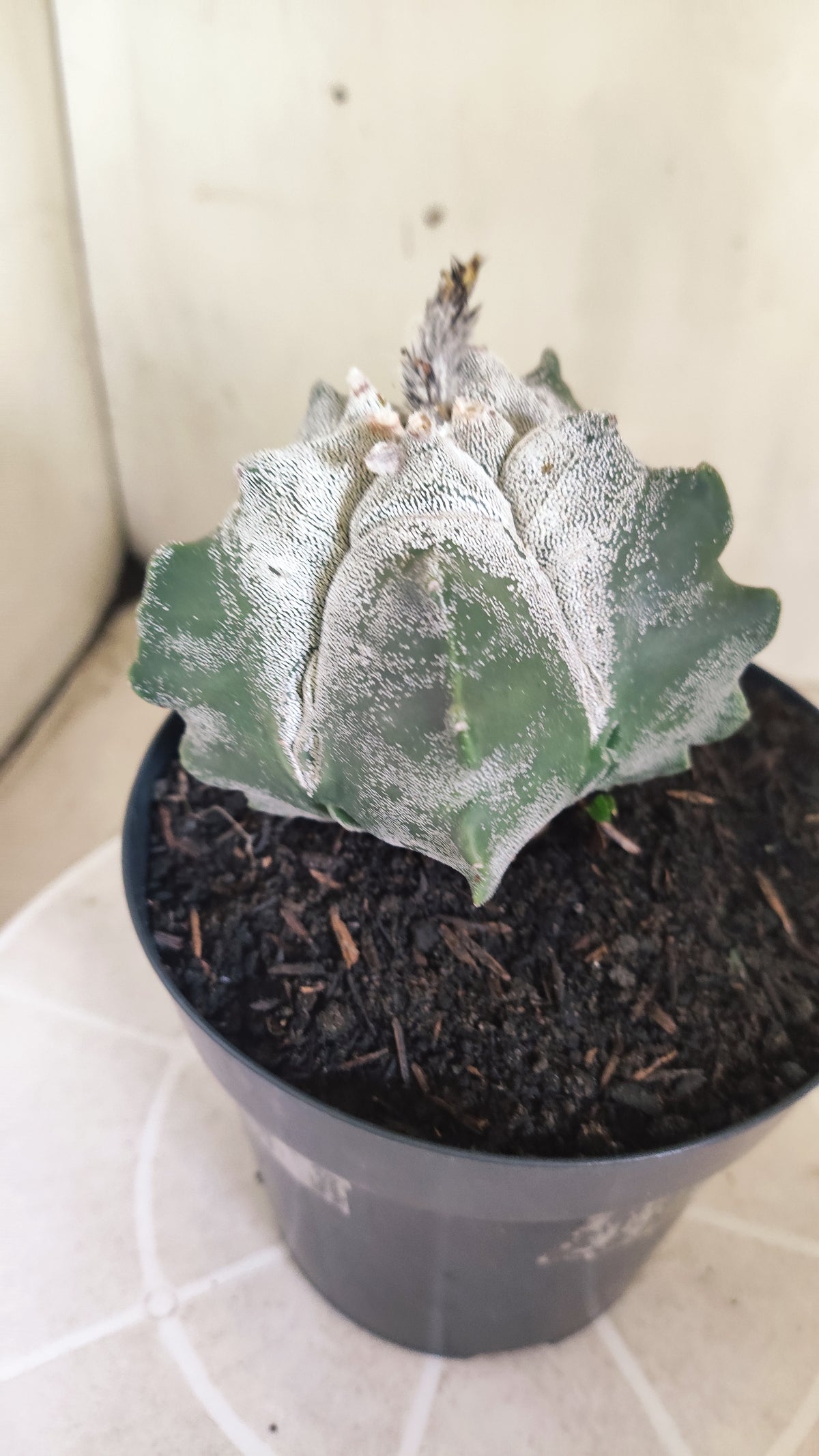 MATRIZ ASTROPHYTUM cv KIKKO  Nº 1513 – vaso 15