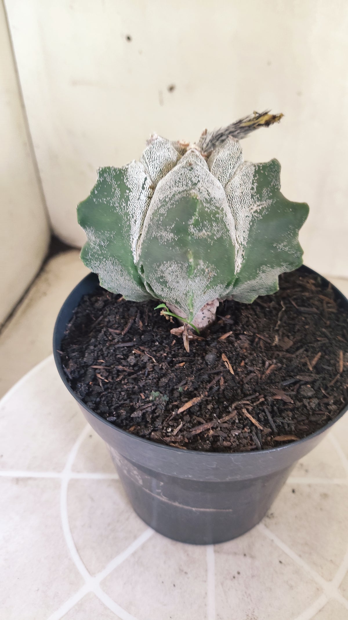MATRIZ ASTROPHYTUM cv KIKKO  Nº 1513 – vaso 15