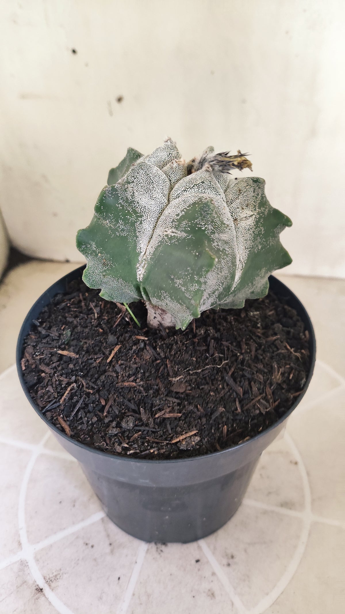 MATRIZ ASTROPHYTUM cv KIKKO  Nº 1513 – vaso 15