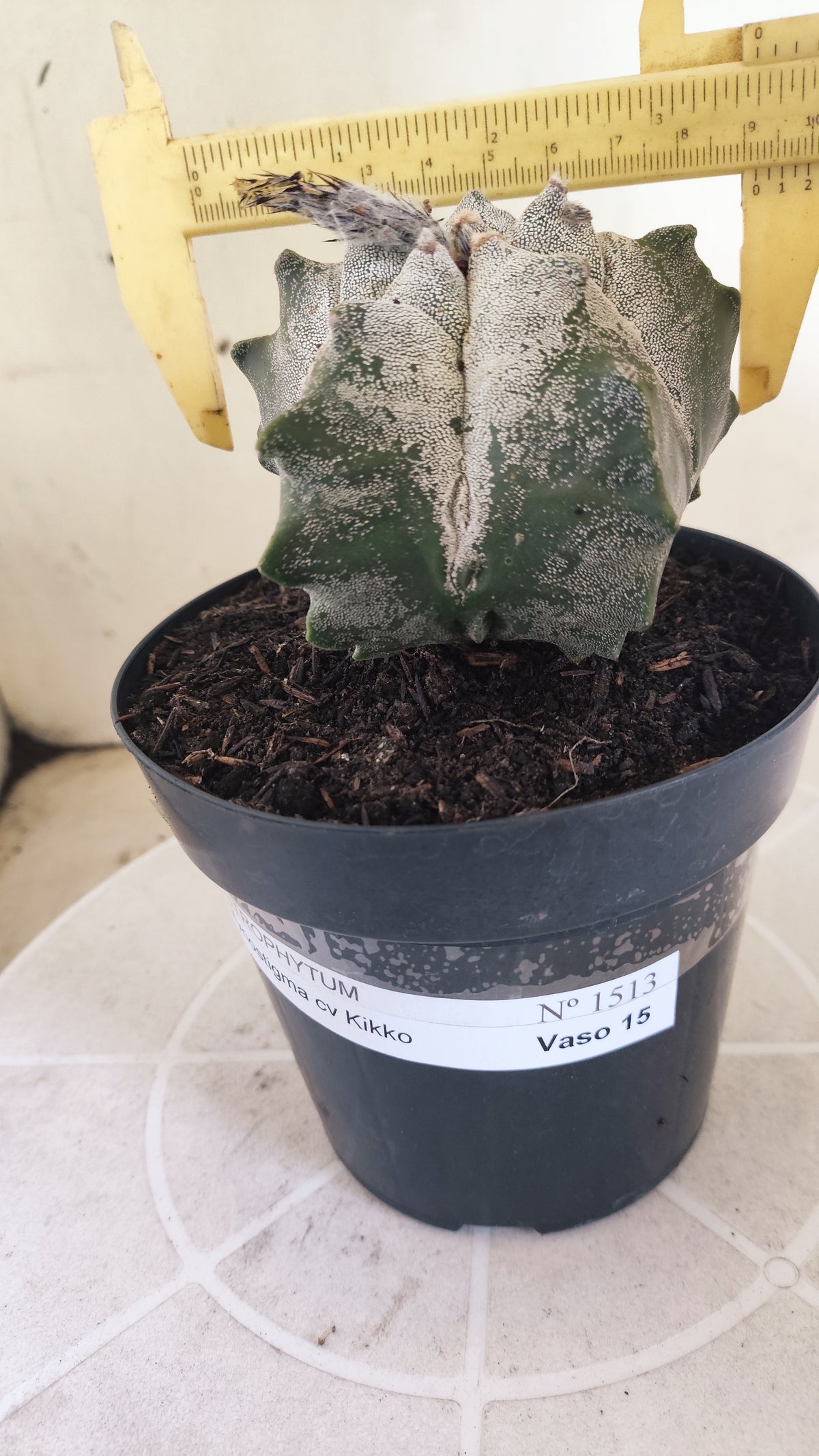 MATRIZ ASTROPHYTUM cv KIKKO  Nº 1513 – vaso 15