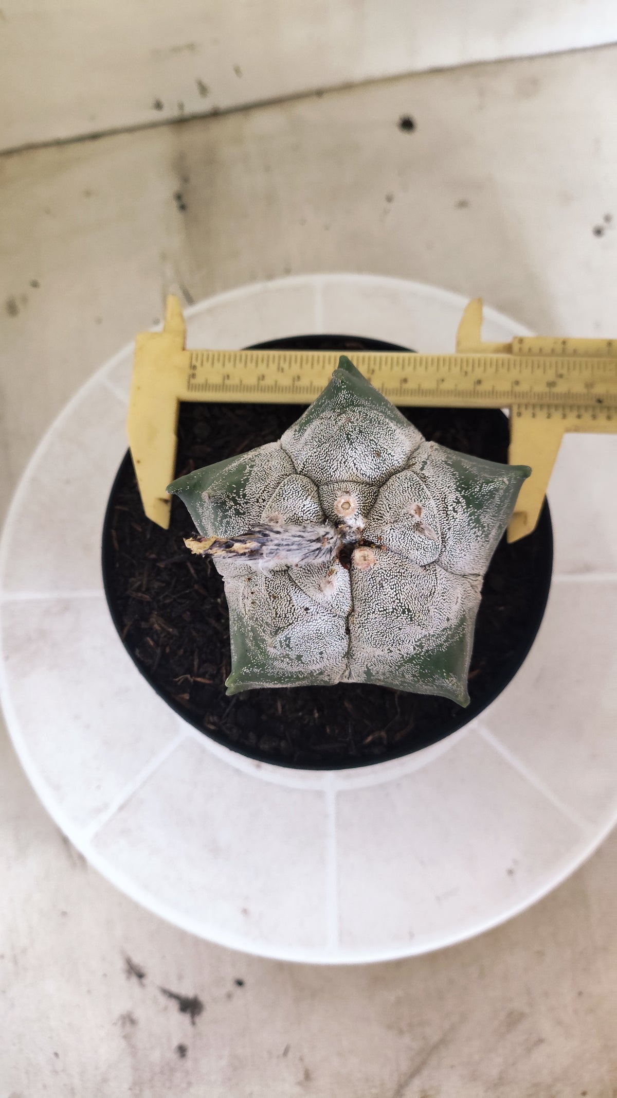 MATRIZ ASTROPHYTUM cv KIKKO  Nº 1513 – vaso 15