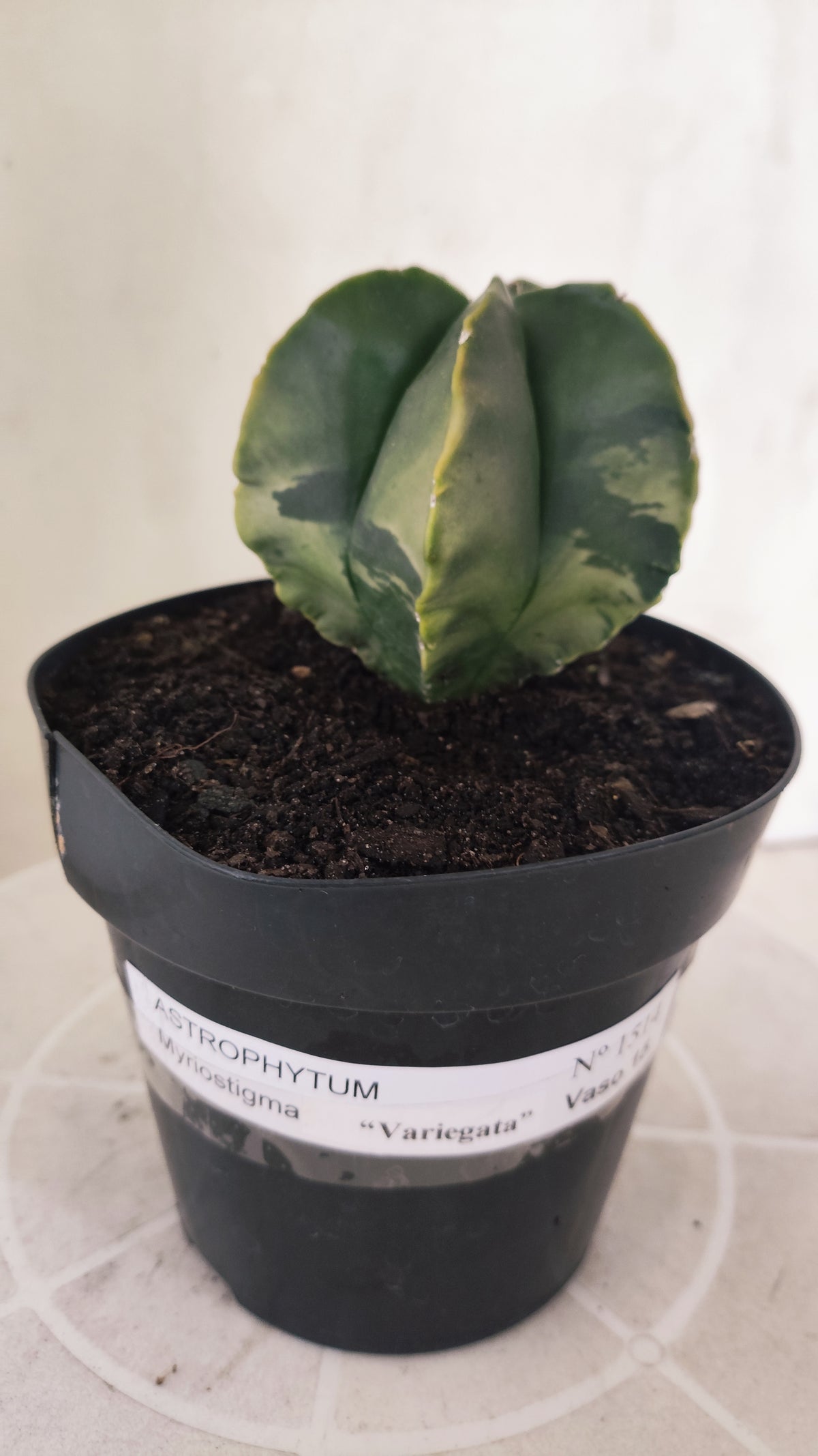 ASTROPHYTUM MYRIOSTIGMA "Variegata" Nº 1514 – vaso 15