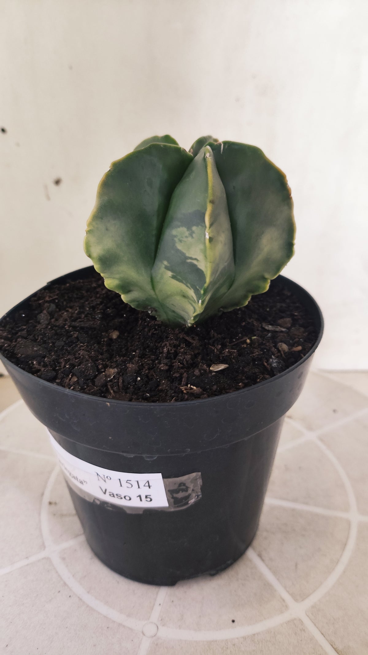ASTROPHYTUM MYRIOSTIGMA "Variegata" Nº 1514 – vaso 15