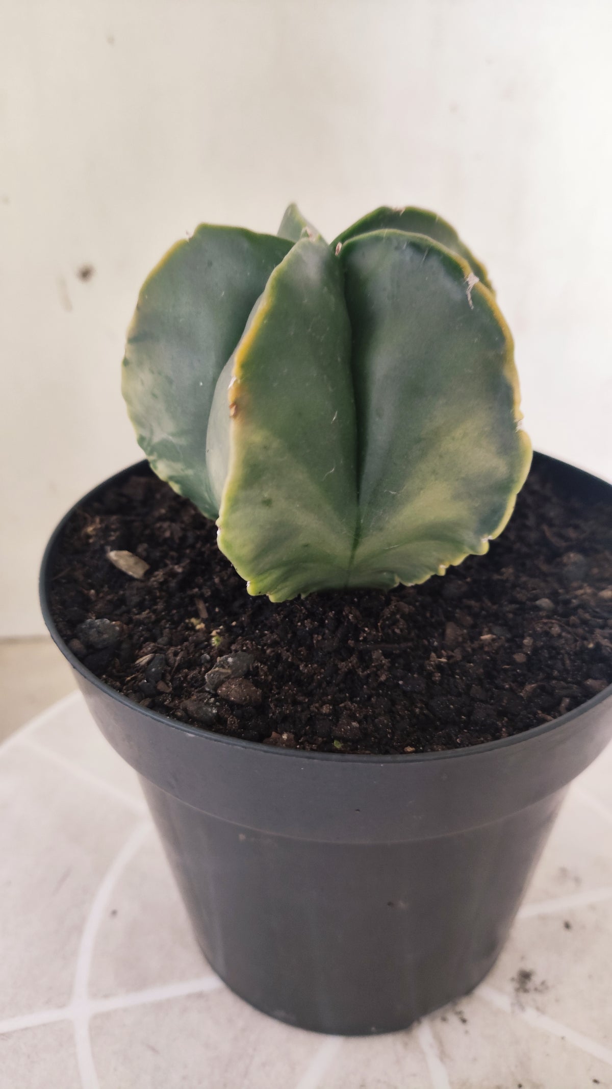 ASTROPHYTUM MYRIOSTIGMA "Variegata" Nº 1514 – vaso 15