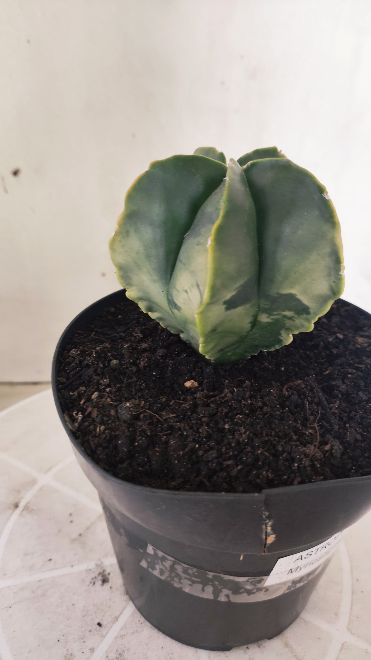 ASTROPHYTUM MYRIOSTIGMA "Variegata" Nº 1514 – vaso 15