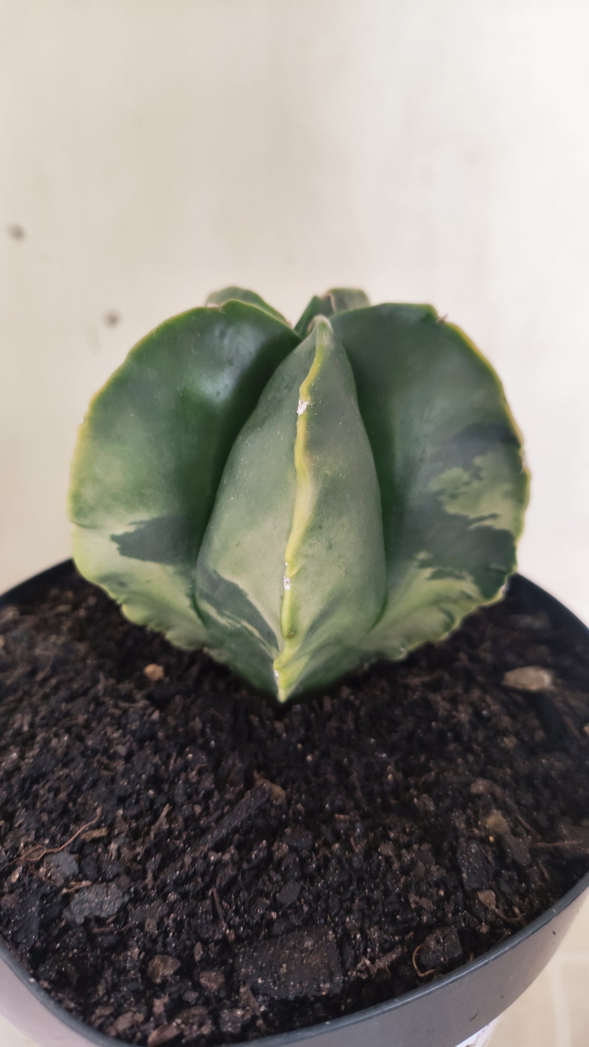 ASTROPHYTUM MYRIOSTIGMA "Variegata" Nº 1514 – vaso 15