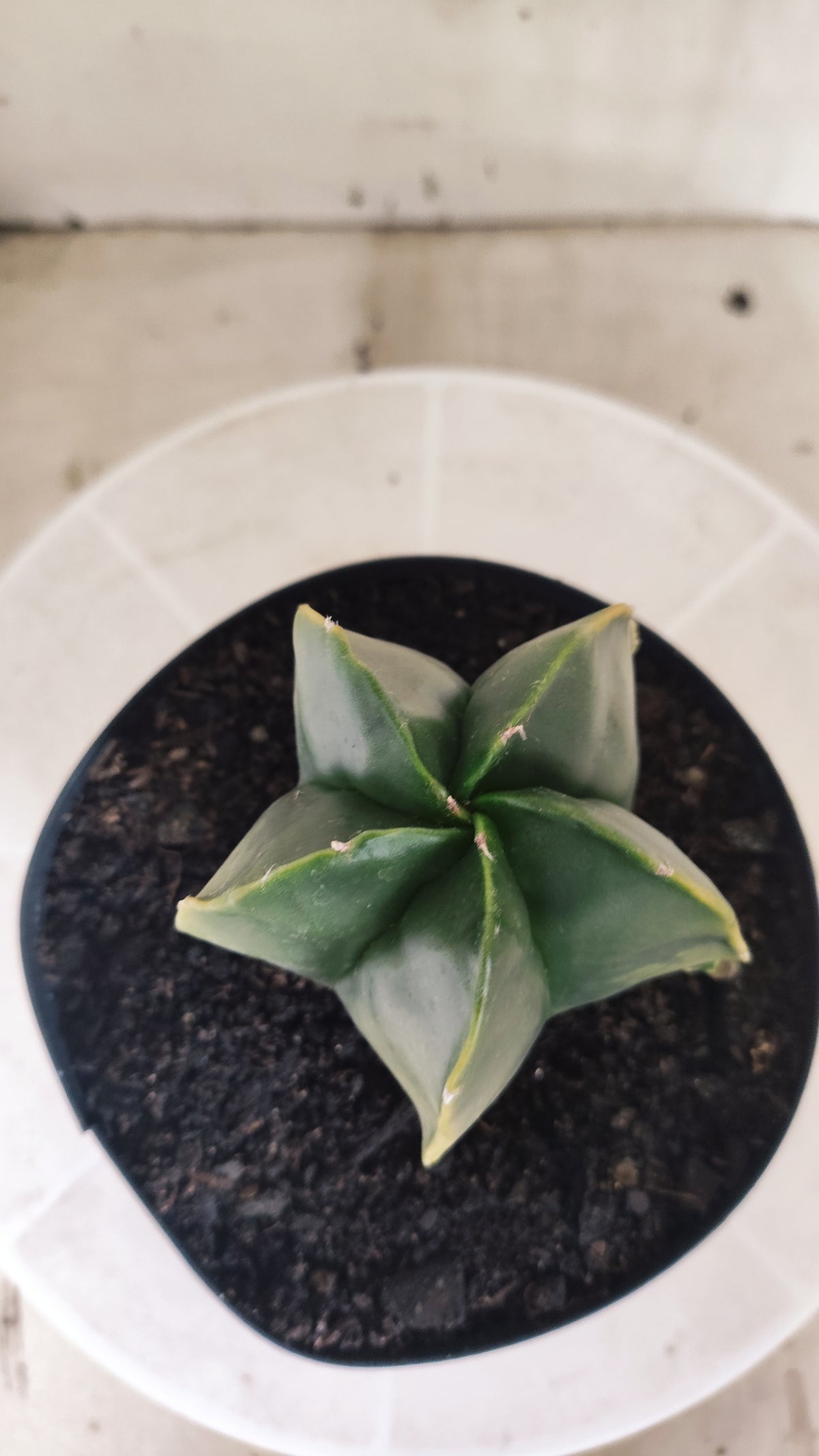 ASTROPHYTUM MYRIOSTIGMA "Variegata" Nº 1514 – vaso 15