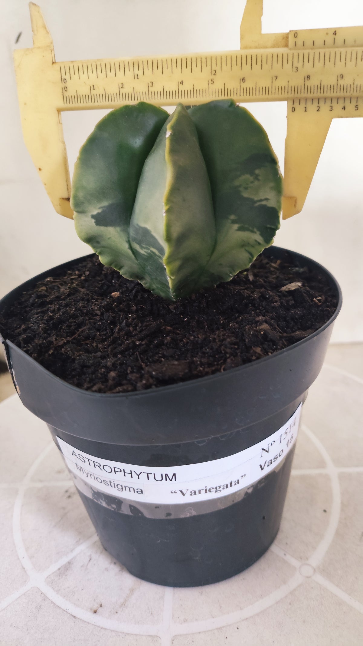 ASTROPHYTUM MYRIOSTIGMA "Variegata" Nº 1514 – vaso 15