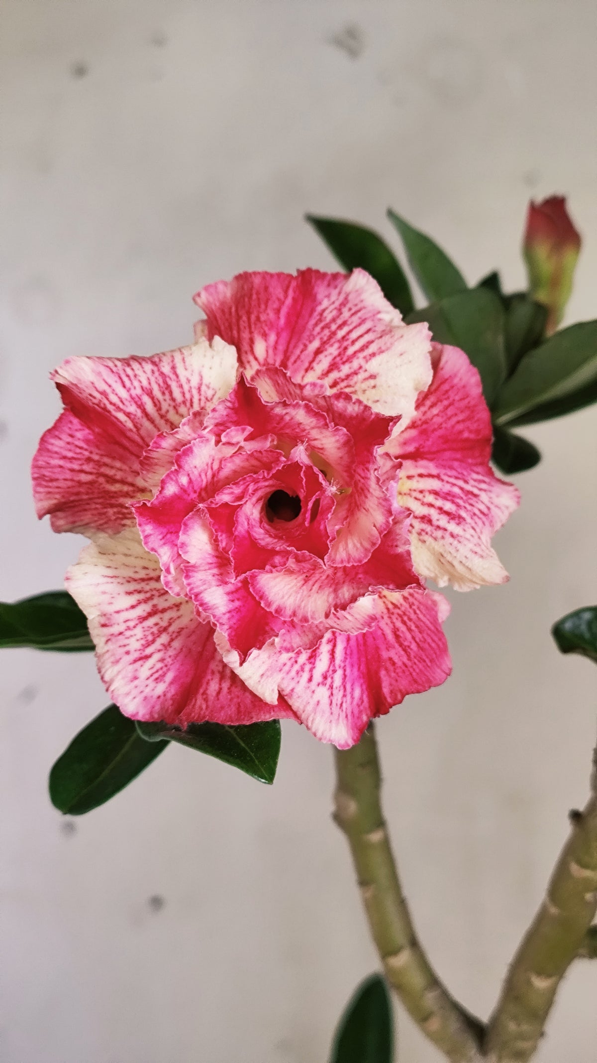 Planta Dobrada 4060 – 35cm – 03 anos - Vaso 15