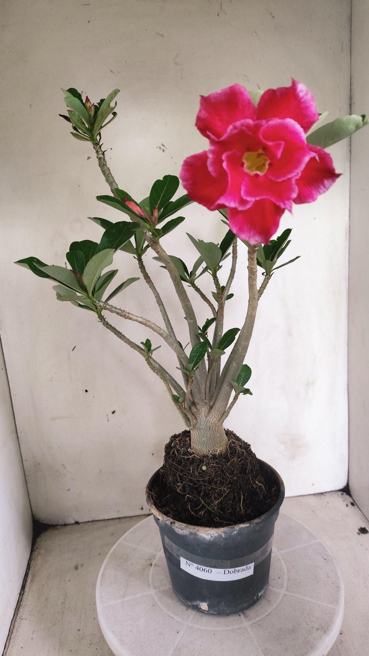 Planta Dobrada 4060 – 35cm – 03 anos - Vaso 15